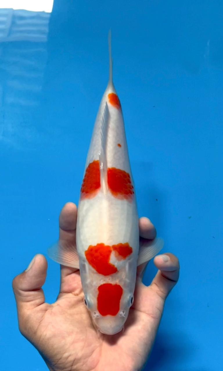 F1 MARUTEN KOHAKU SAKAI JUMBO TOSSAI 28cm