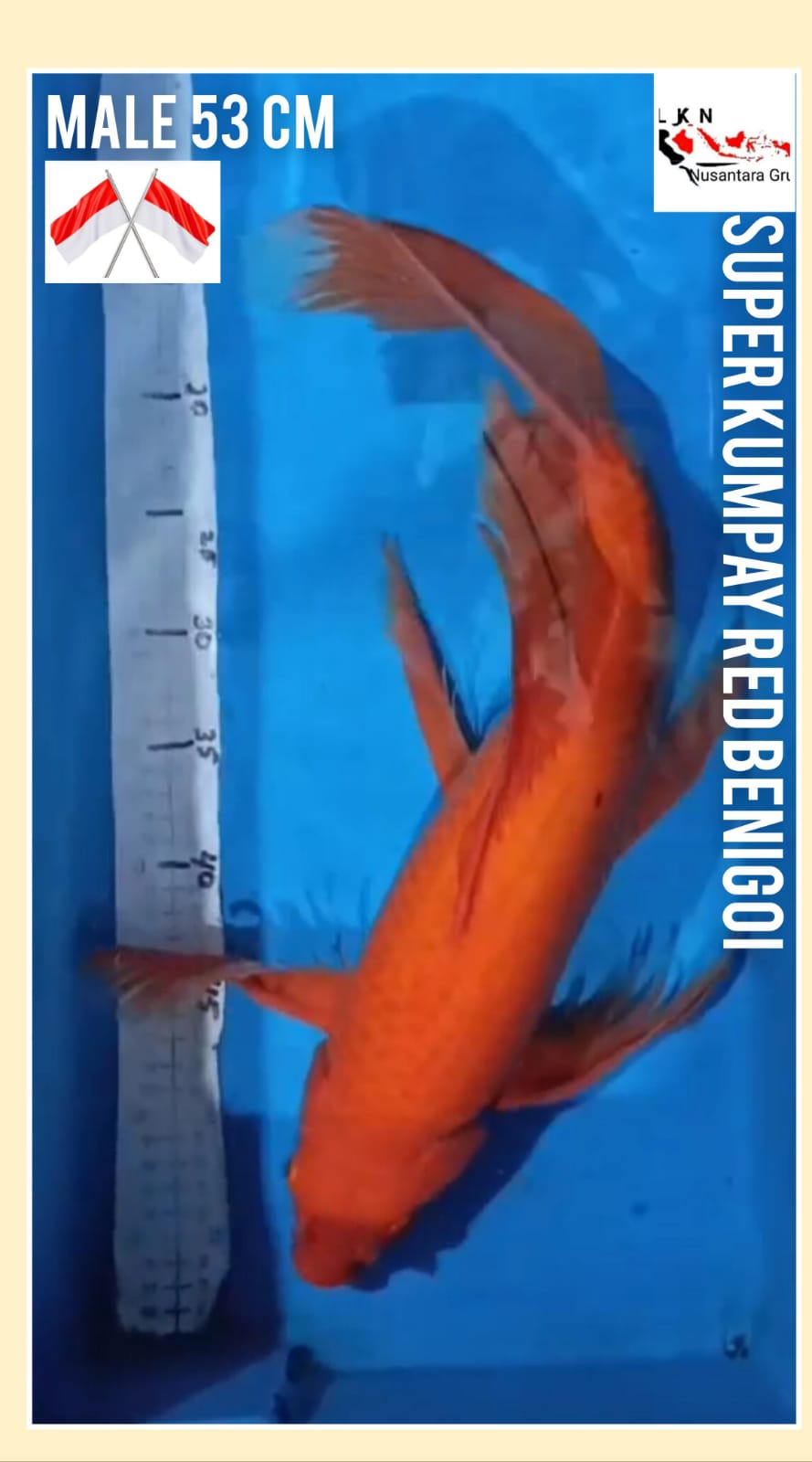 SUPER KUMPAY RED BENIGOI JUMBO MALE ISTIMEWA IKAN KELAS SULTAN OWNER NGANJUK SIZE 53cm