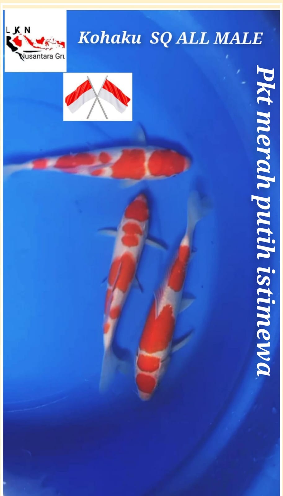 SUPER KOHAKU ALL MALE SQ 3 EKOR ISTIMEWA OWNER BKC BOJONEGORO KOI CENTRE 25 27 27cm