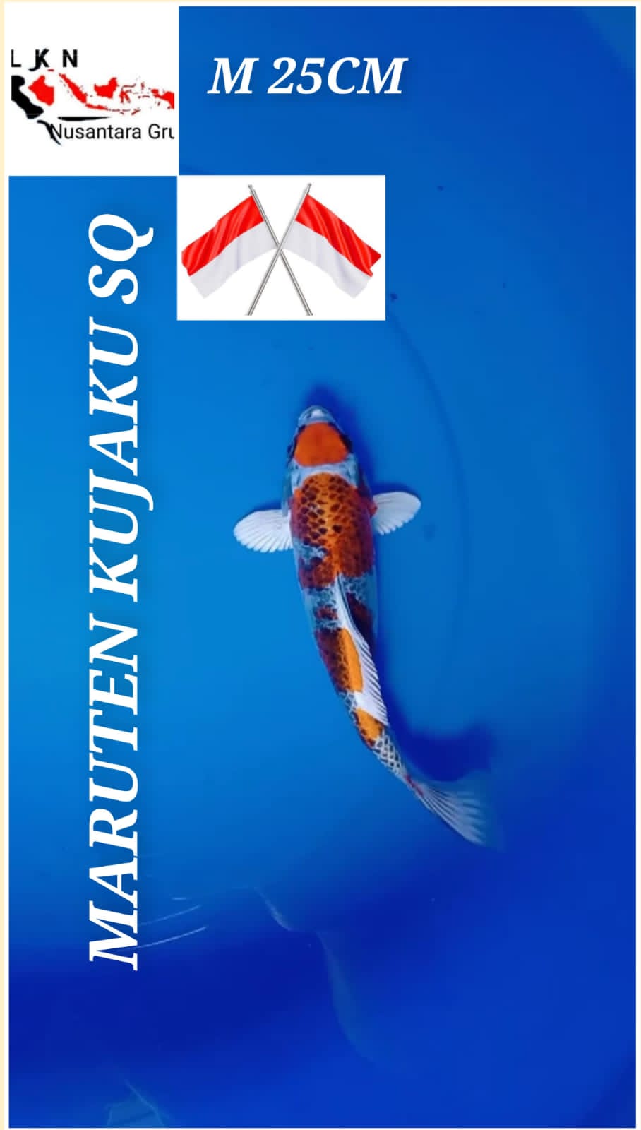 SUPER MARUTEN KUJAKU ISTIMEWA KOI ANTIK OWNER BKC BOJONEGORO KOI CENTRE 25cm