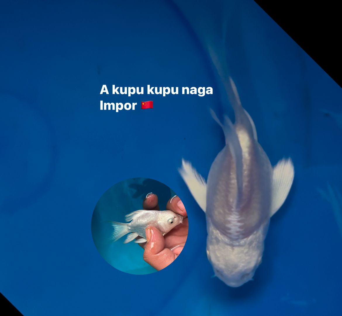 KUPU KUPU NAGA 11cm