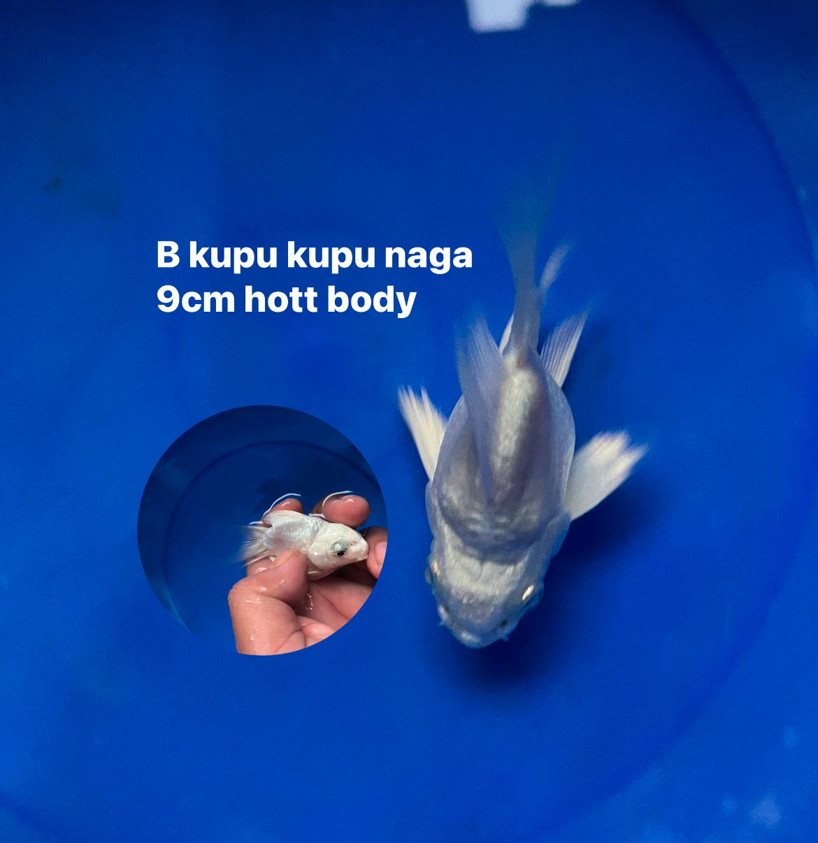 KUPU KUPU NAGA 9cm
