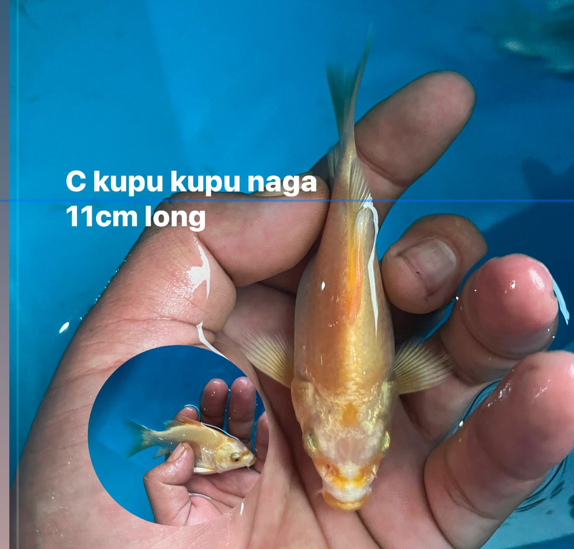KUPU KUPU NAGA GOLDEN MANDARIN 11cm