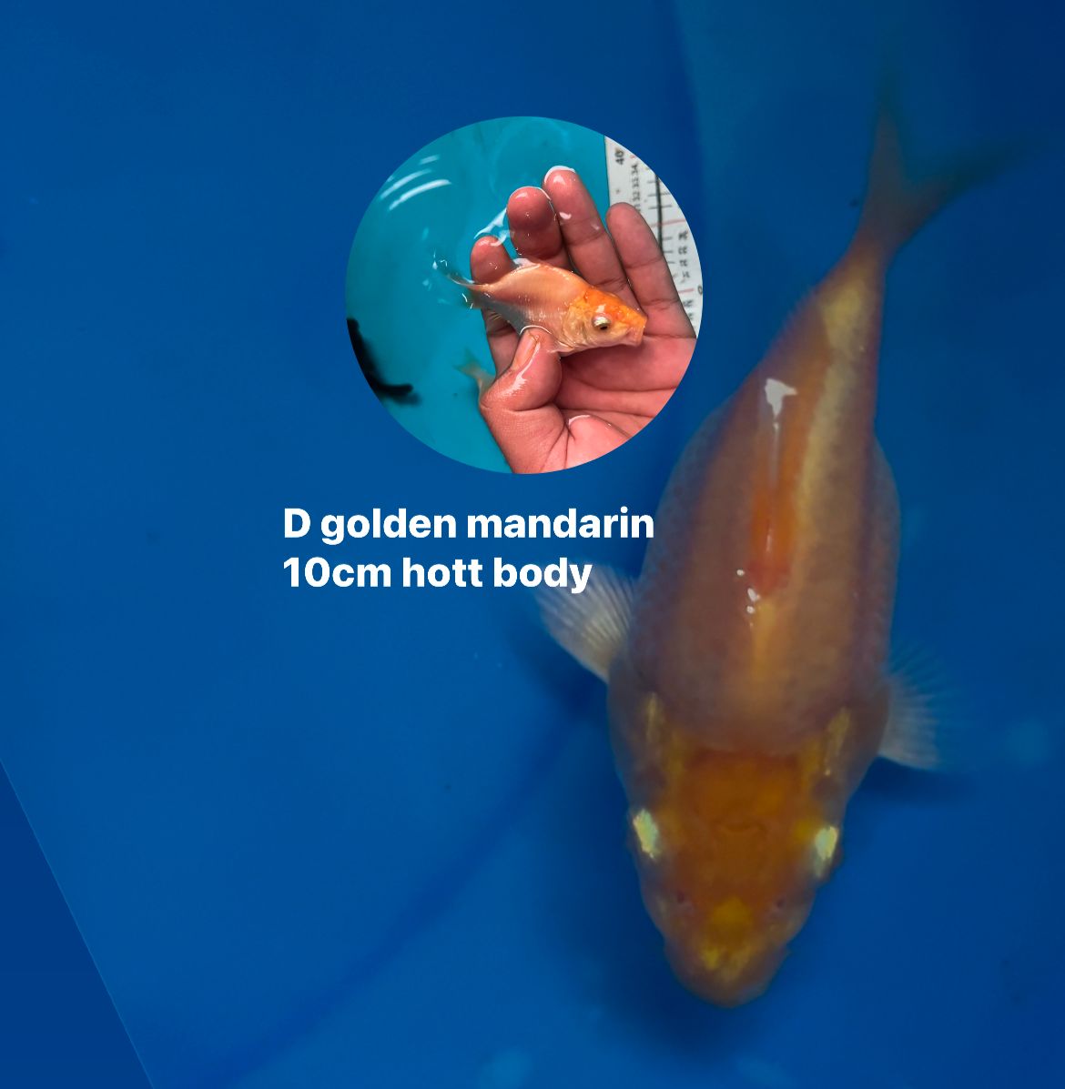 KUPU KUPU NAGA GOLDEN MANDARIN 10cm