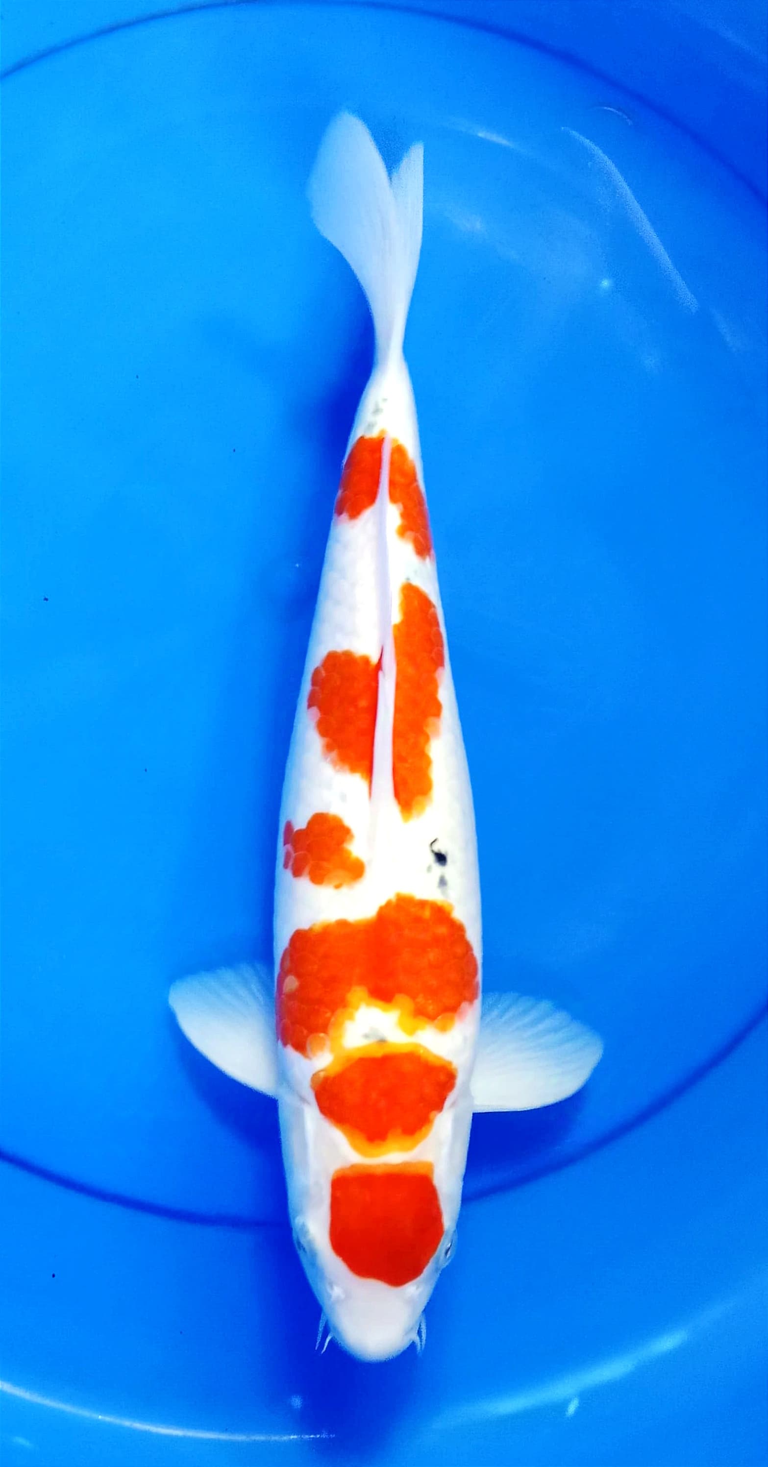 SANKE MARUTEN 37cm