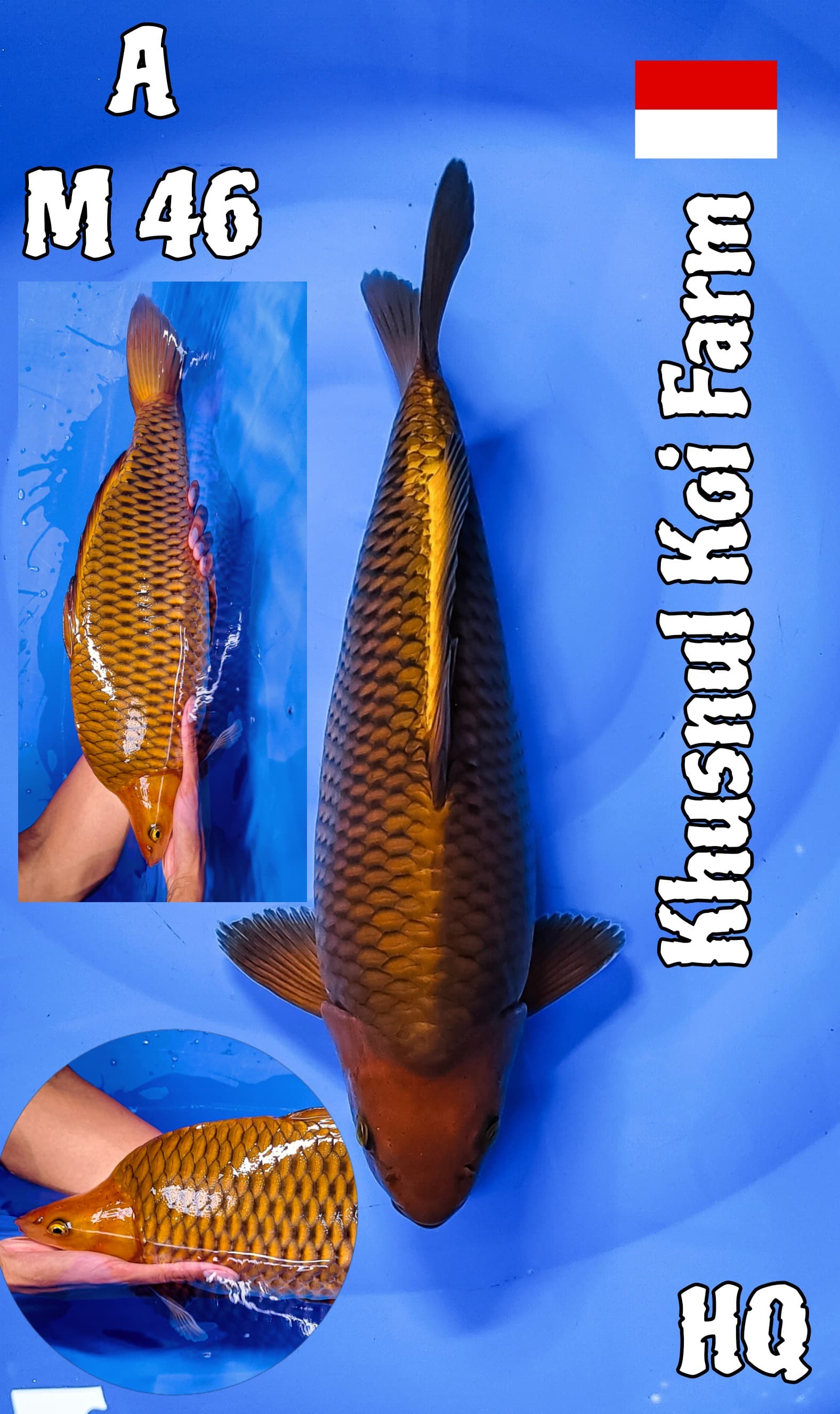 Lelang Koi Online, Jual Beli Ikan Koi, Pusat Jual Beli Koi, Info Lelang Koi Hari Ini, Platform Jual Beli Koi, Jual Beli Ikan Koi Online, Marketplace Ikan Koi, Jual Koi Terbaik, Tempat Beli Koi Berkualitas, Pasar Ikan Koi Online Terpercaya, Penjual Ikan Koi Terpercaya, Beli Koi Hias Online, Ikan Koi untuk Dijual, Koi Kualitas Terbaik, Toko Online Ikan Koi, Koi Hias Untuk Dijual, Jual Beli Ikan Koi Lokal, Koi Indonesia Online, Pusat Jual Beli Koi Terbesar