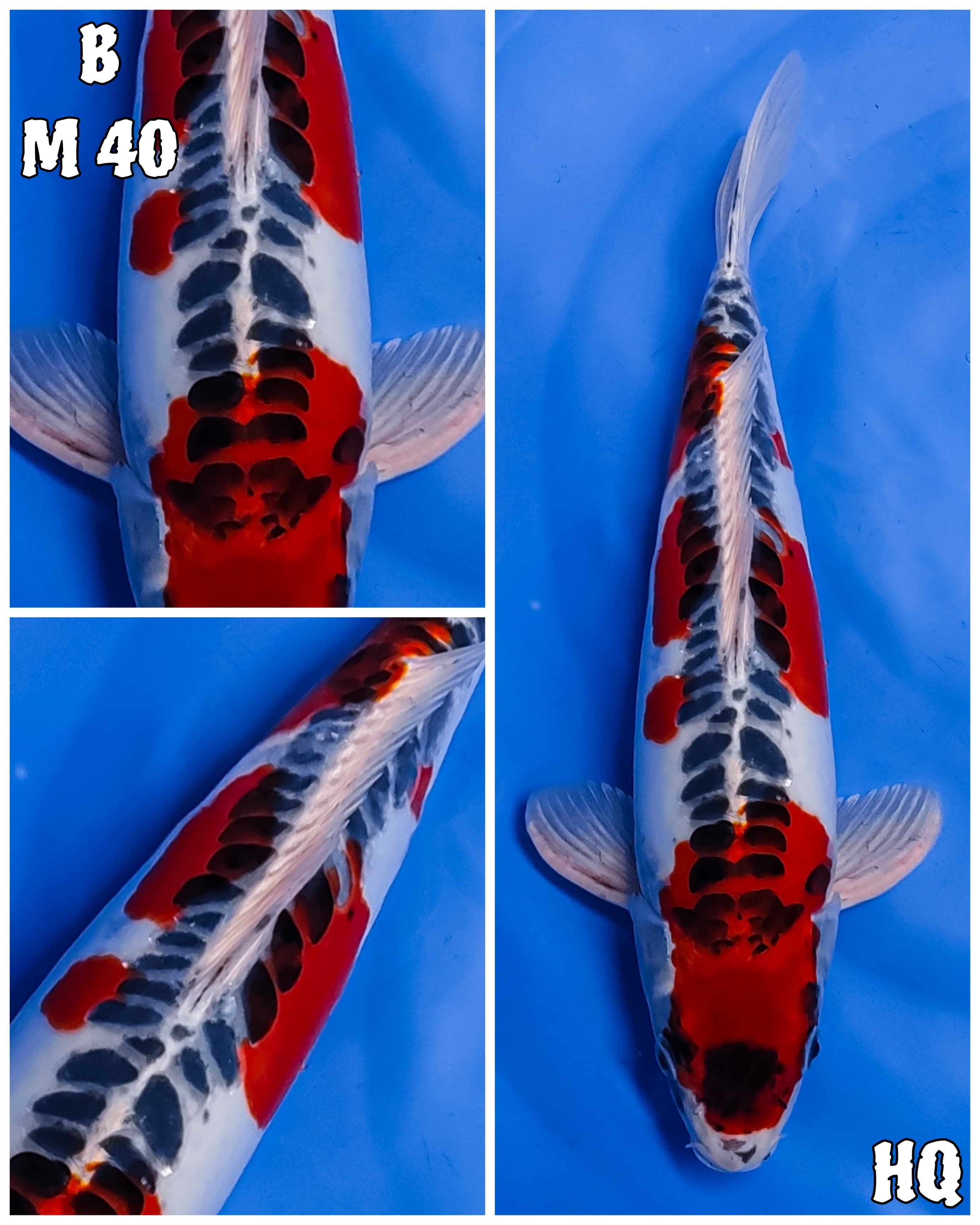 Lelang Koi Online, Jual Beli Ikan Koi, Pusat Jual Beli Koi, Info Lelang Koi Hari Ini, Platform Jual Beli Koi, Jual Beli Ikan Koi Online, Marketplace Ikan Koi, Jual Koi Terbaik, Tempat Beli Koi Berkualitas, Pasar Ikan Koi Online Terpercaya, Penjual Ikan Koi Terpercaya, Beli Koi Hias Online, Ikan Koi untuk Dijual, Koi Kualitas Terbaik, Toko Online Ikan Koi, Koi Hias Untuk Dijual, Jual Beli Ikan Koi Lokal, Koi Indonesia Online, Pusat Jual Beli Koi Terbesar