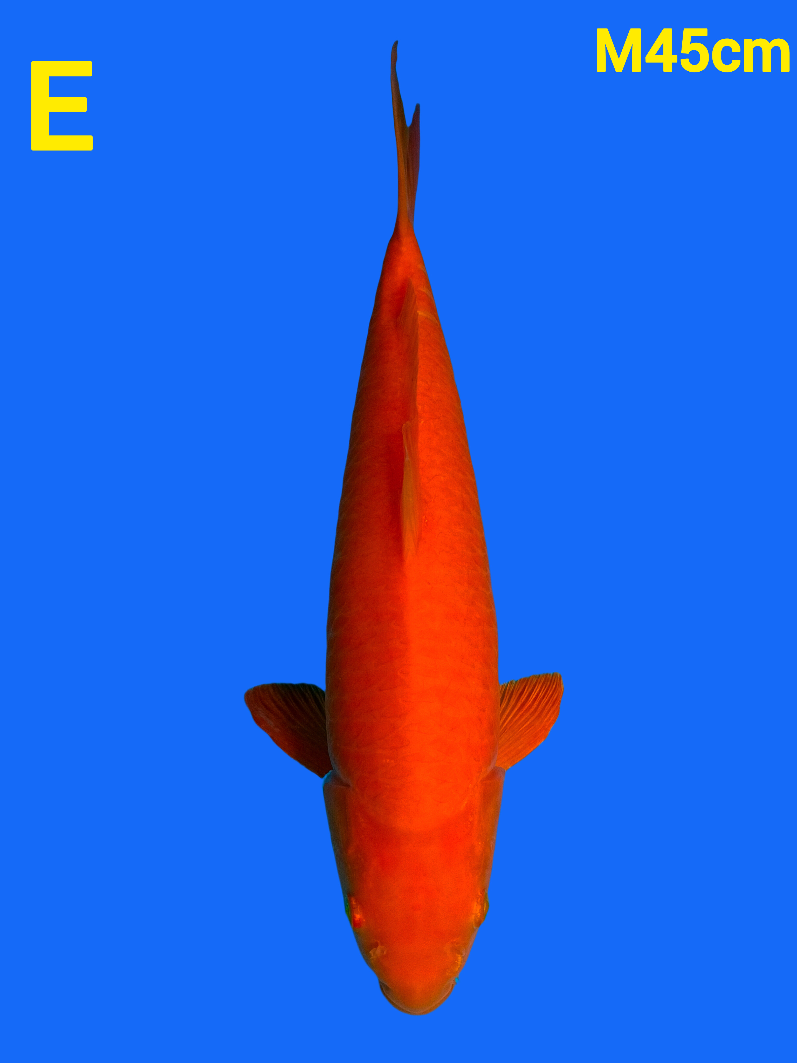 REDKARASI 45cm