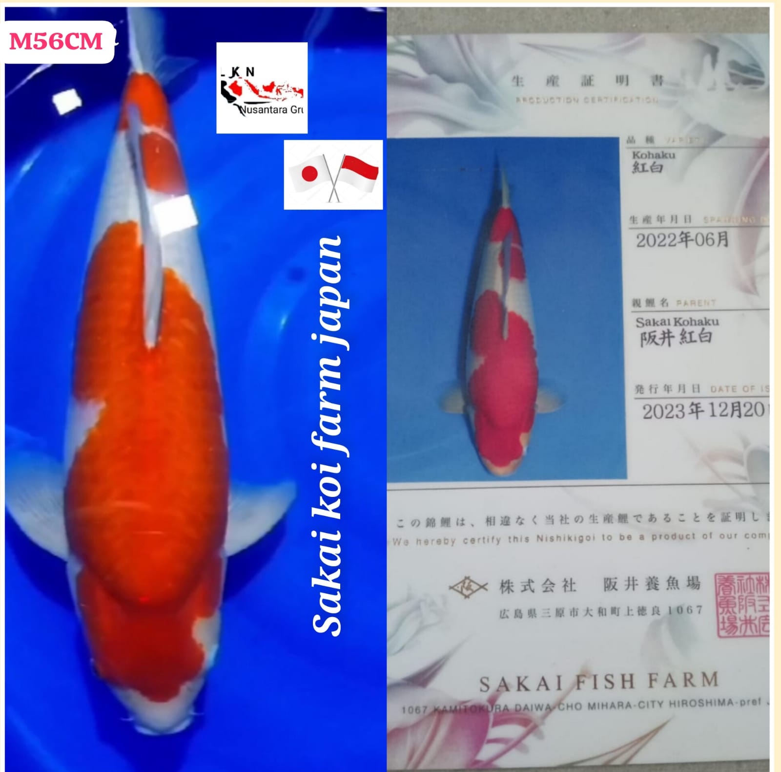 SUPER IKAN IMPORT KELAS SULTAN KOHAKU IMPORT SAKAI MALE JUMBO MONSTER KOLAM ISTIMEWA OWNER MADIUN 56cm