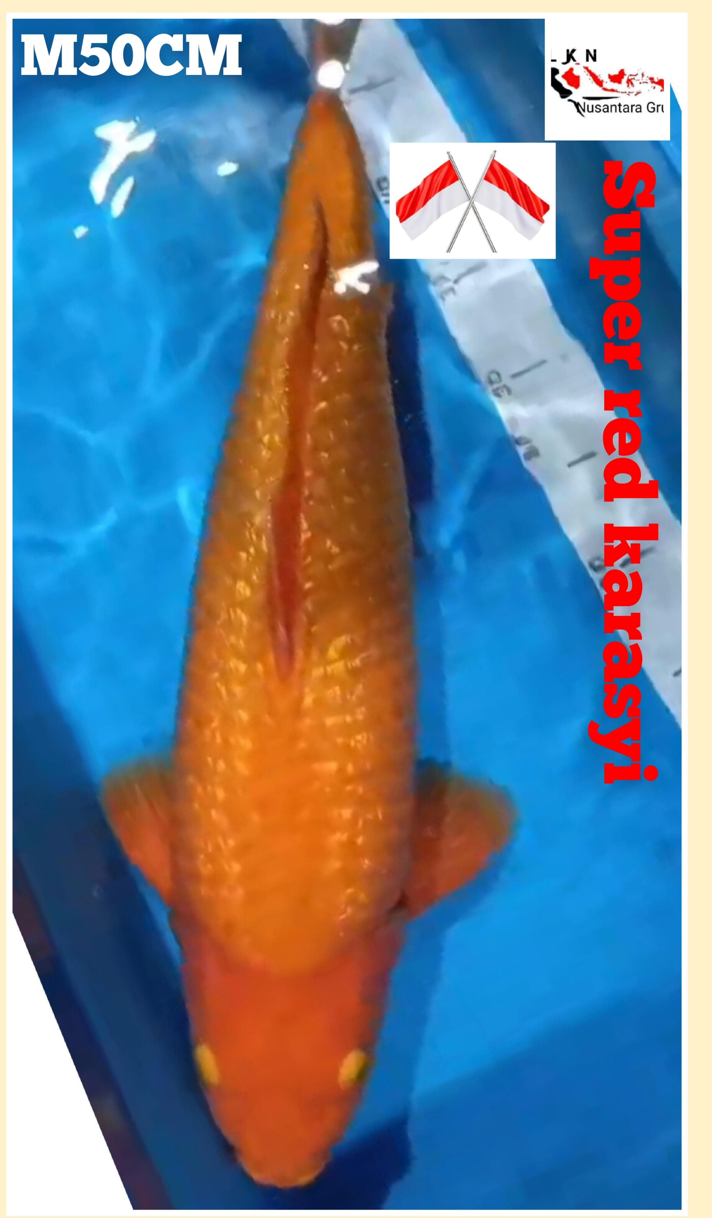 SUPER IKAN KELAS SULTAN RED KARASYI MALE BODY TORPEDO ISTIMEWA JUMBO OWNER NGANJUK 50cm