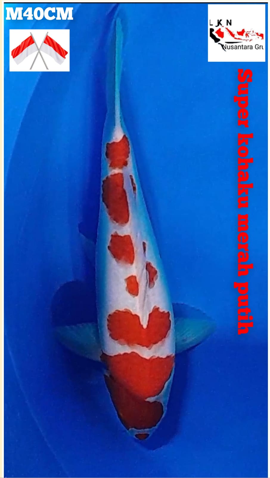 SUPER KOHAKU MERAH DARAH ORIGINAL PATREN BODY JOS MALE OWNER NGANJUK 40cm
