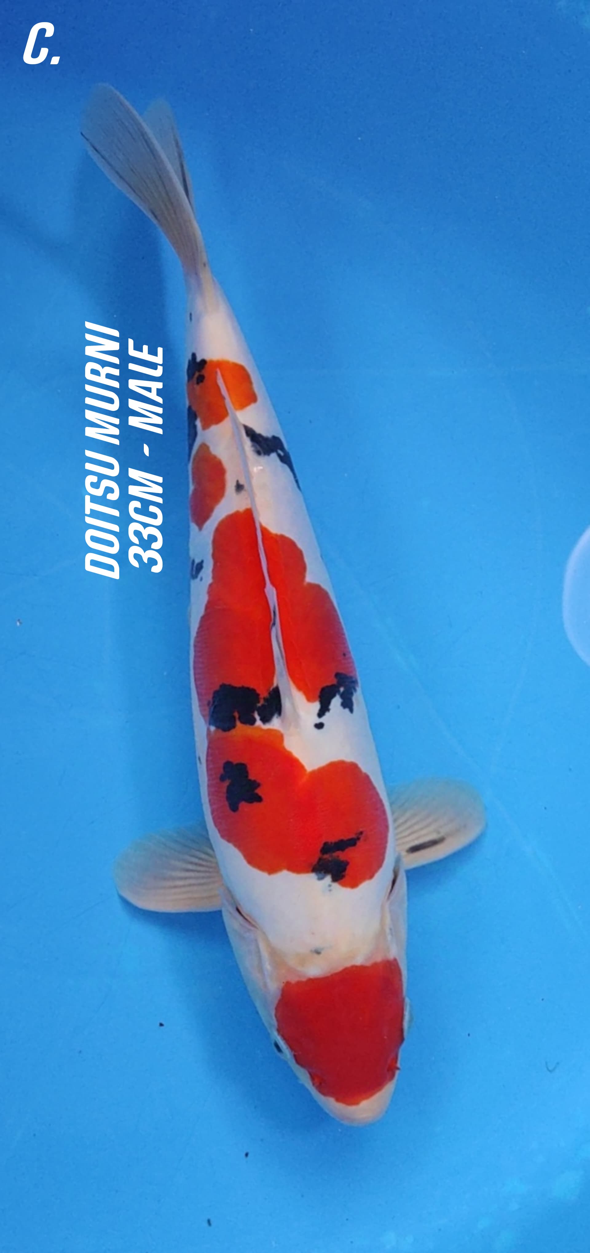 MARUTEN SANKE HQ DOITSU MURNI 33cm