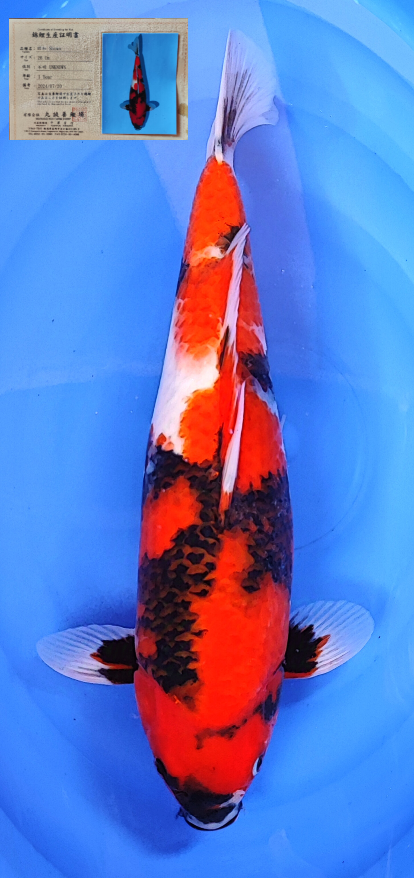 Lelang Koi Online, Jual Beli Ikan Koi, Pusat Jual Beli Koi, Info Lelang Koi Hari Ini, Platform Jual Beli Koi, Jual Beli Ikan Koi Online, Marketplace Ikan Koi, Jual Koi Terbaik, Tempat Beli Koi Berkualitas, Pasar Ikan Koi Online Terpercaya, Penjual Ikan Koi Terpercaya, Beli Koi Hias Online, Ikan Koi untuk Dijual, Koi Kualitas Terbaik, Toko Online Ikan Koi, Koi Hias Untuk Dijual, Jual Beli Ikan Koi Lokal, Koi Indonesia Online, Pusat Jual Beli Koi Terbesar