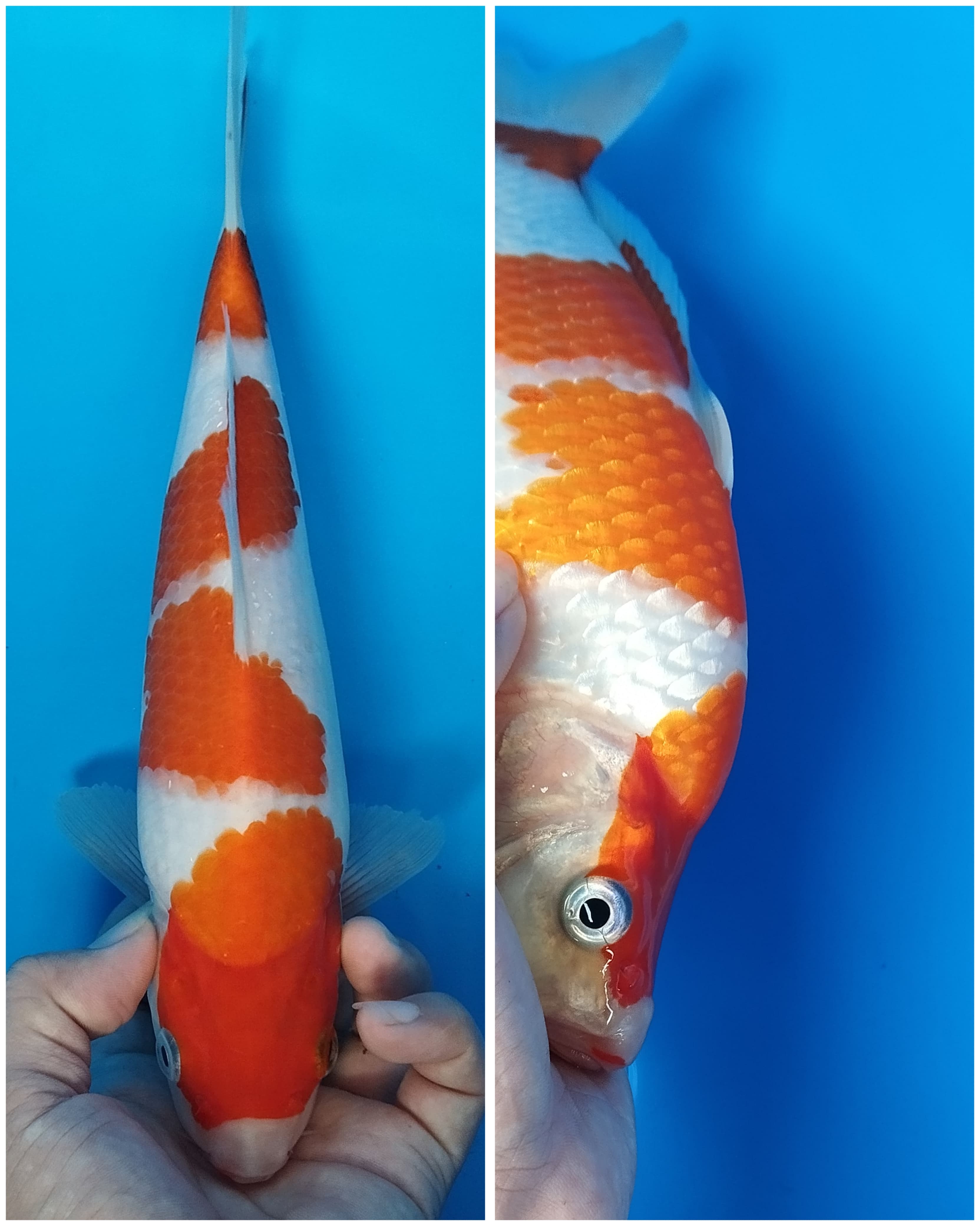 KOHAKU PUNUK ORIGINAL 25cm