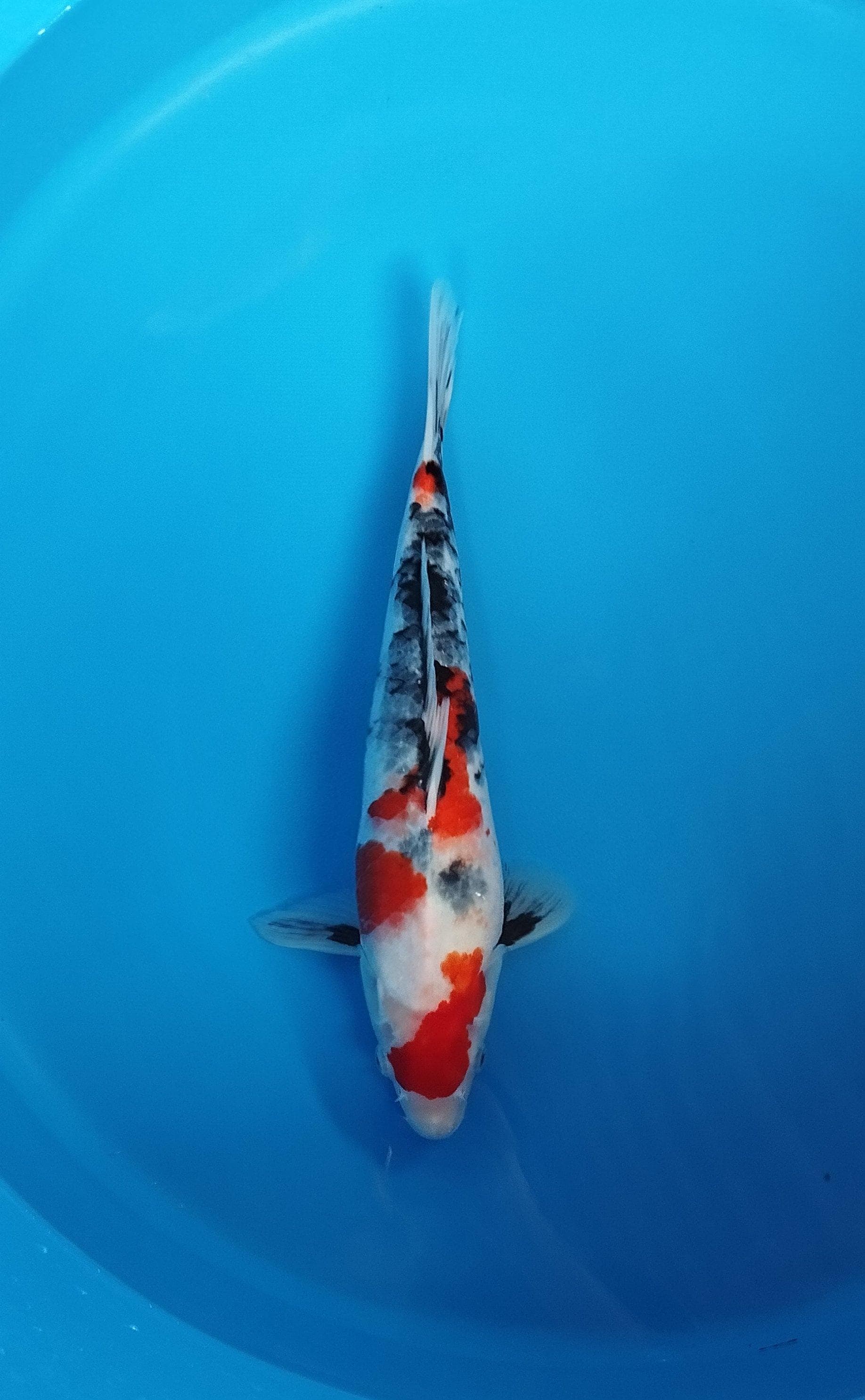 KINDAI SHOWA 35cm