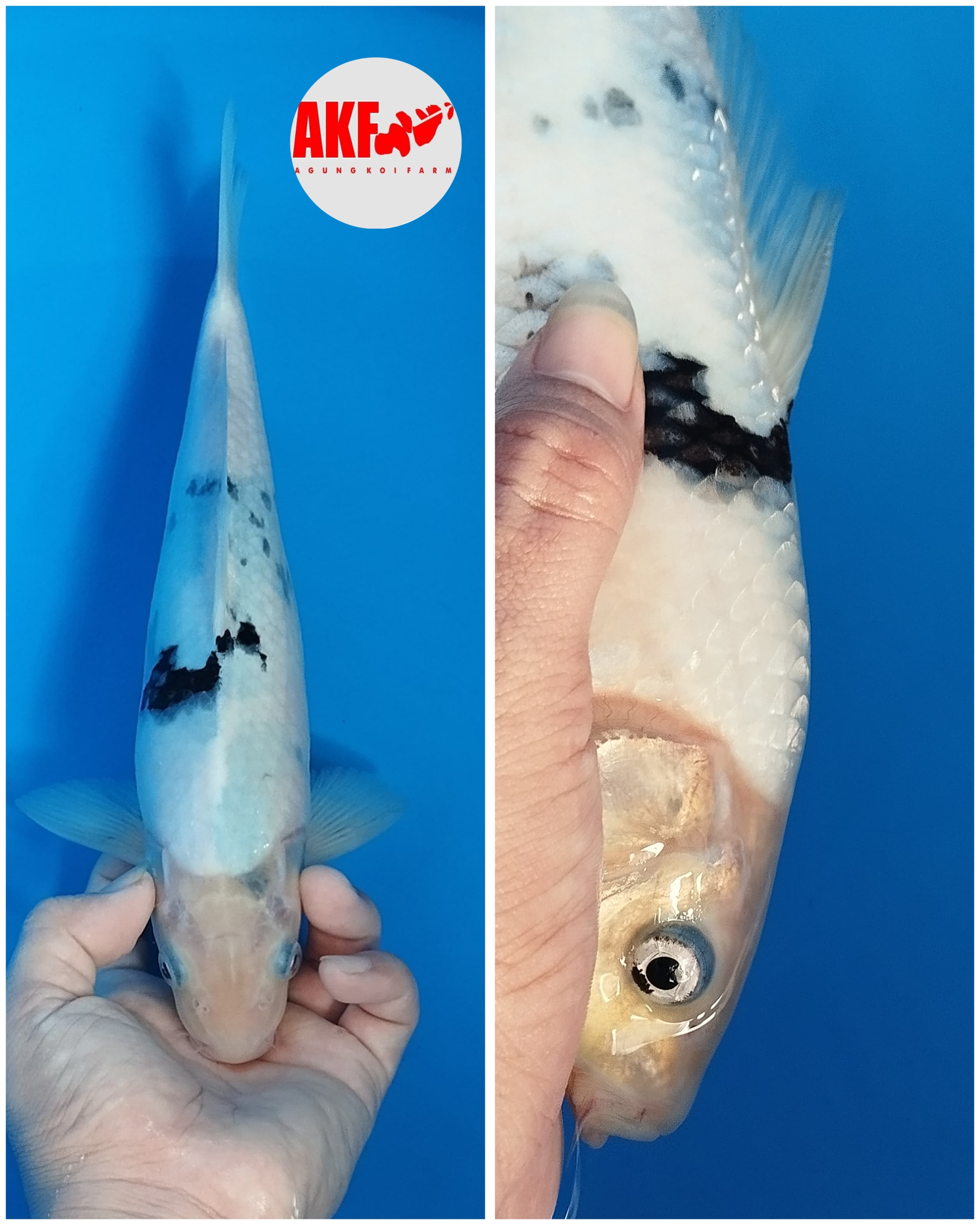 SHIRO AKF TATEGOI 25cm