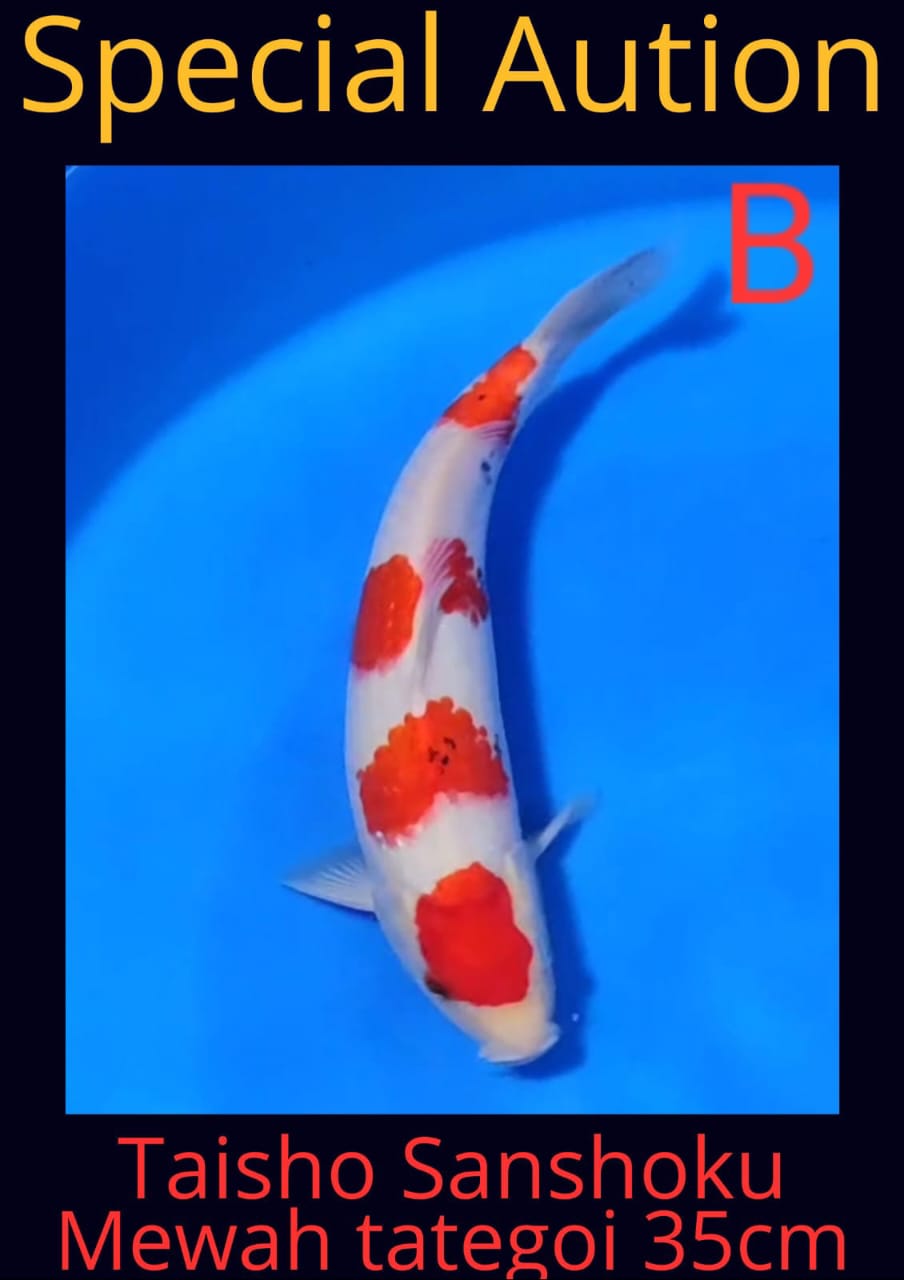 Lelang Koi Online, Jual Beli Ikan Koi, Pusat Jual Beli Koi, Info Lelang Koi Hari Ini, Platform Jual Beli Koi, Jual Beli Ikan Koi Online, Marketplace Ikan Koi, Jual Koi Terbaik, Tempat Beli Koi Berkualitas, Pasar Ikan Koi Online Terpercaya, Penjual Ikan Koi Terpercaya, Beli Koi Hias Online, Ikan Koi untuk Dijual, Koi Kualitas Terbaik, Toko Online Ikan Koi, Koi Hias Untuk Dijual, Jual Beli Ikan Koi Lokal, Koi Indonesia Online, Pusat Jual Beli Koi Terbesar