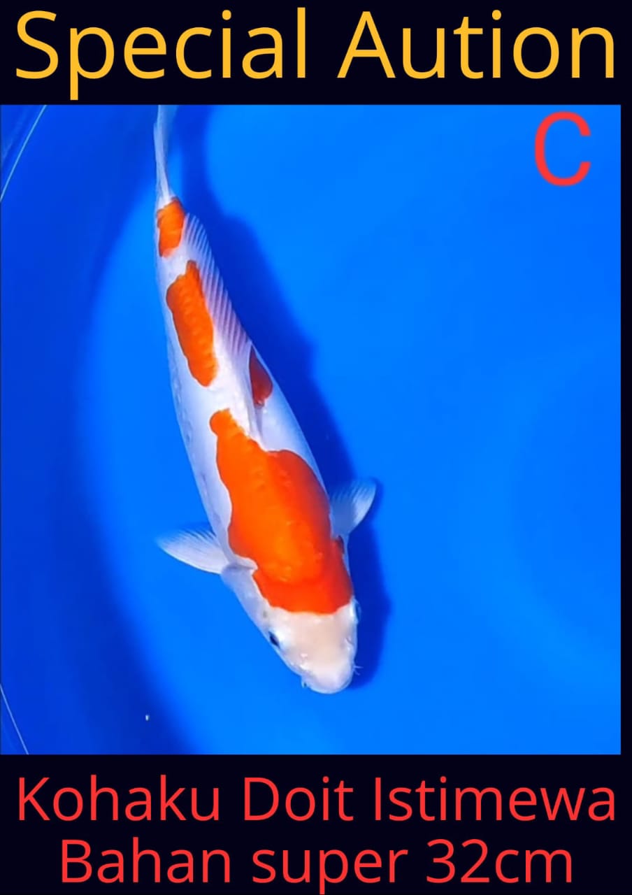 Lelang Koi Online, Jual Beli Ikan Koi, Pusat Jual Beli Koi, Info Lelang Koi Hari Ini, Platform Jual Beli Koi, Jual Beli Ikan Koi Online, Marketplace Ikan Koi, Jual Koi Terbaik, Tempat Beli Koi Berkualitas, Pasar Ikan Koi Online Terpercaya, Penjual Ikan Koi Terpercaya, Beli Koi Hias Online, Ikan Koi untuk Dijual, Koi Kualitas Terbaik, Toko Online Ikan Koi, Koi Hias Untuk Dijual, Jual Beli Ikan Koi Lokal, Koi Indonesia Online, Pusat Jual Beli Koi Terbesar