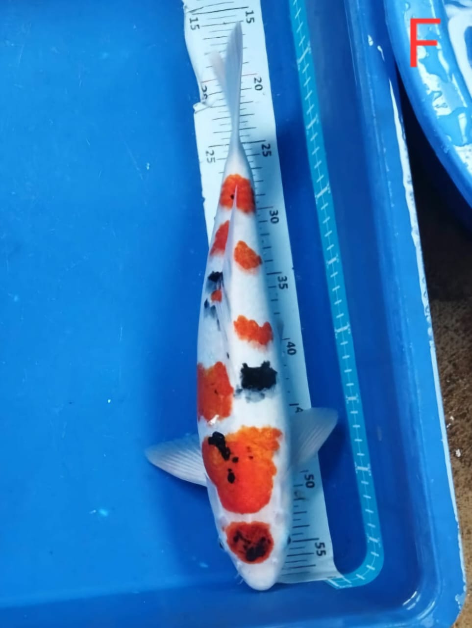 Lelang Koi Online, Jual Beli Ikan Koi, Pusat Jual Beli Koi, Info Lelang Koi Hari Ini, Platform Jual Beli Koi, Jual Beli Ikan Koi Online, Marketplace Ikan Koi, Jual Koi Terbaik, Tempat Beli Koi Berkualitas, Pasar Ikan Koi Online Terpercaya, Penjual Ikan Koi Terpercaya, Beli Koi Hias Online, Ikan Koi untuk Dijual, Koi Kualitas Terbaik, Toko Online Ikan Koi, Koi Hias Untuk Dijual, Jual Beli Ikan Koi Lokal, Koi Indonesia Online, Pusat Jual Beli Koi Terbesar