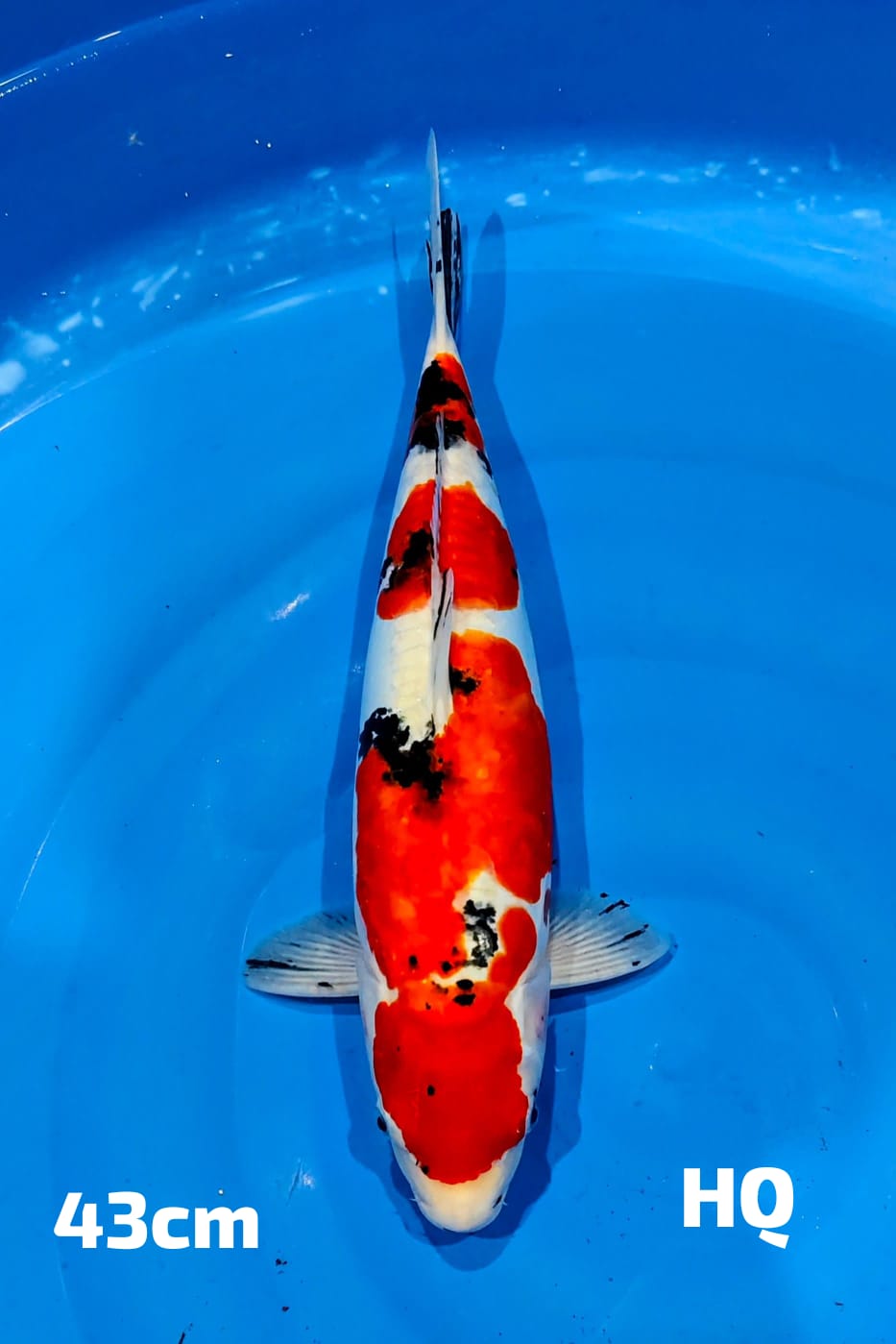 SANKE DOITSU HQ 43cm