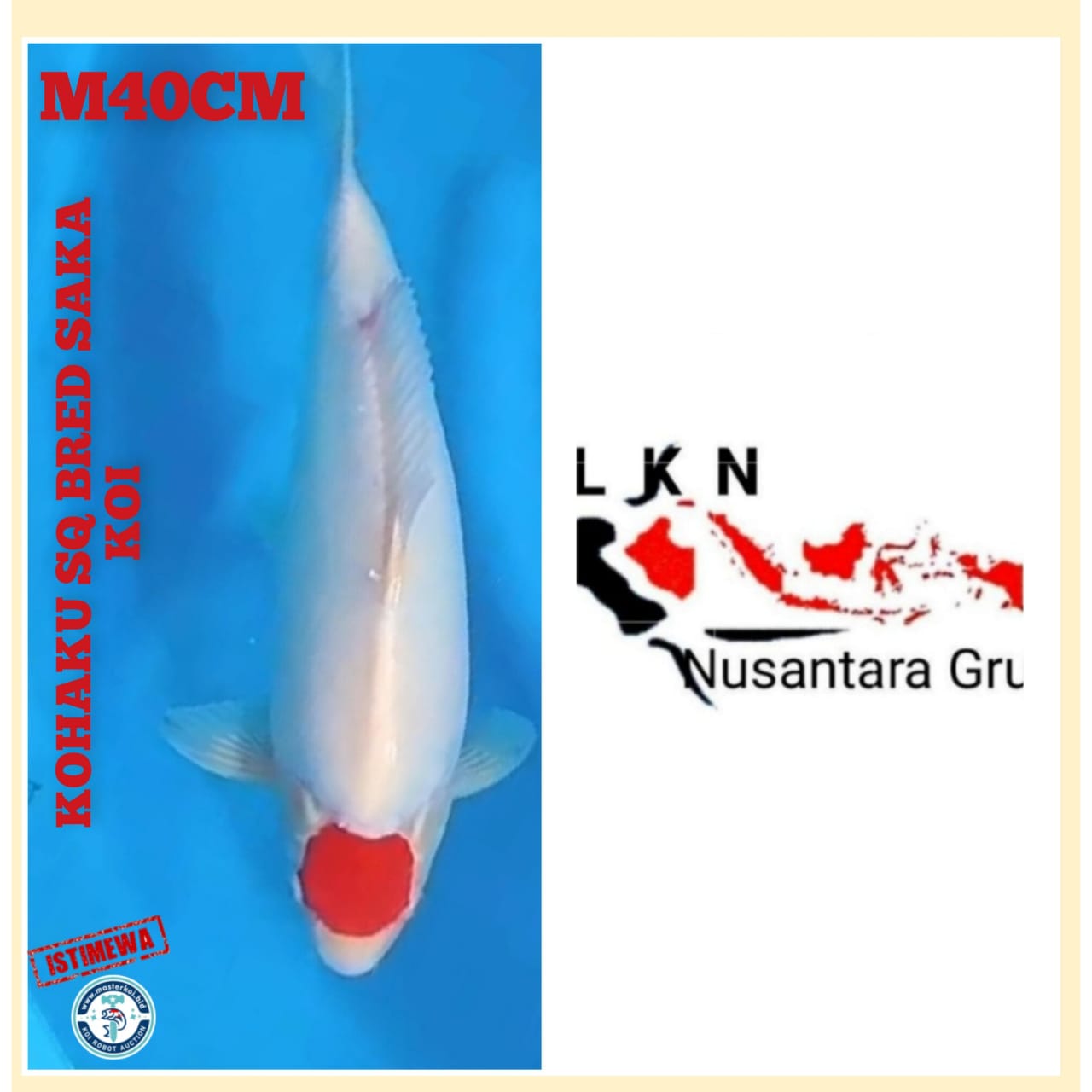 SUPER THANCO KOHAKU MALE READY FOR SHOW IKAN KELAS SULTAN SQ OWNER BKC 40cm