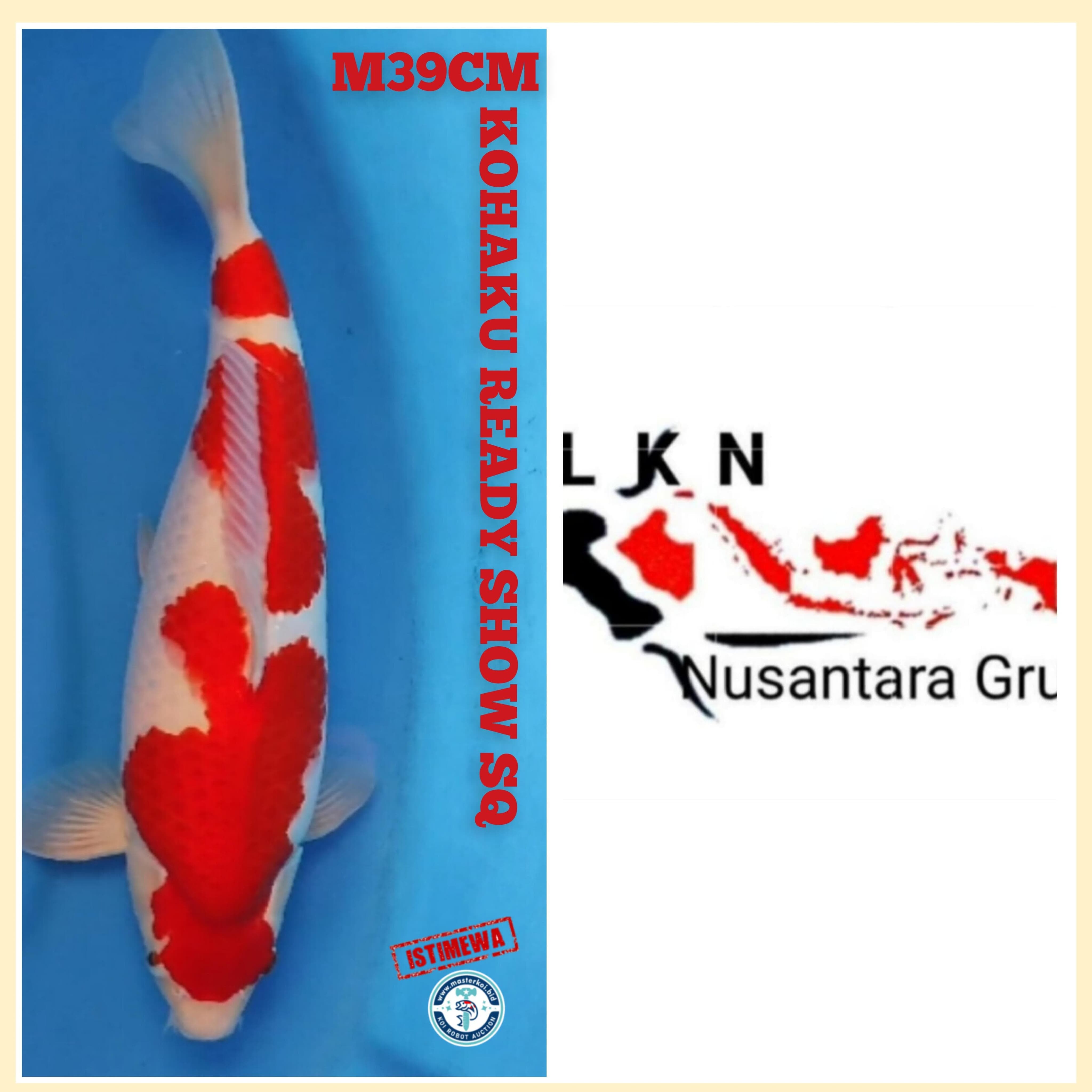 SUPER KOHAKU MALE READY FOR SHOW IKAN KELAS SULTAN SQ OWNER BKC 39cm