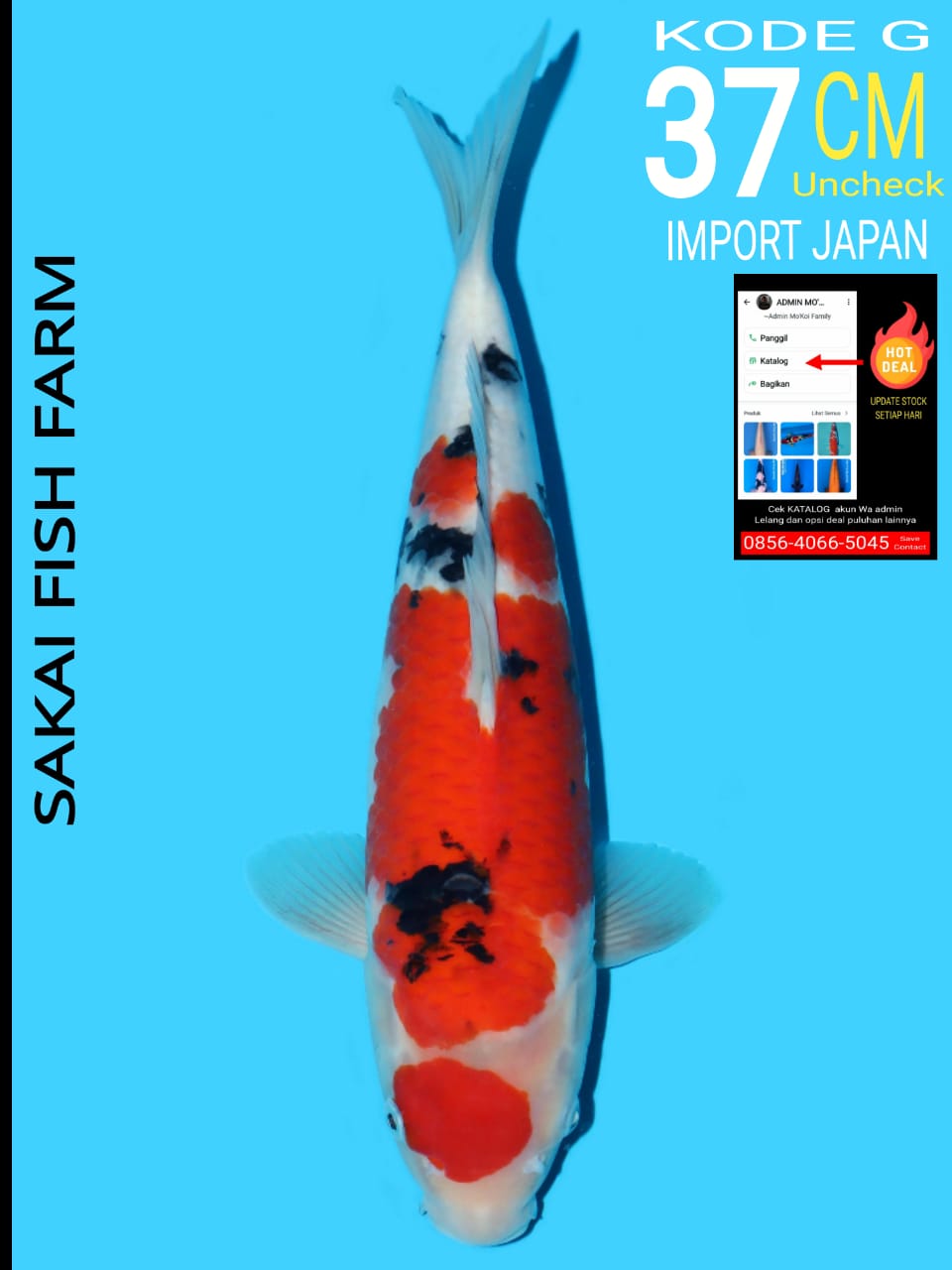 MARUTEN SANKE SFF 37cm