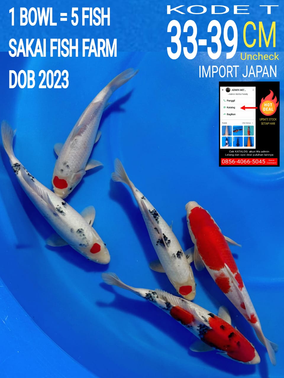 5 EKOR SAKAI FISH FARM 33 39cm