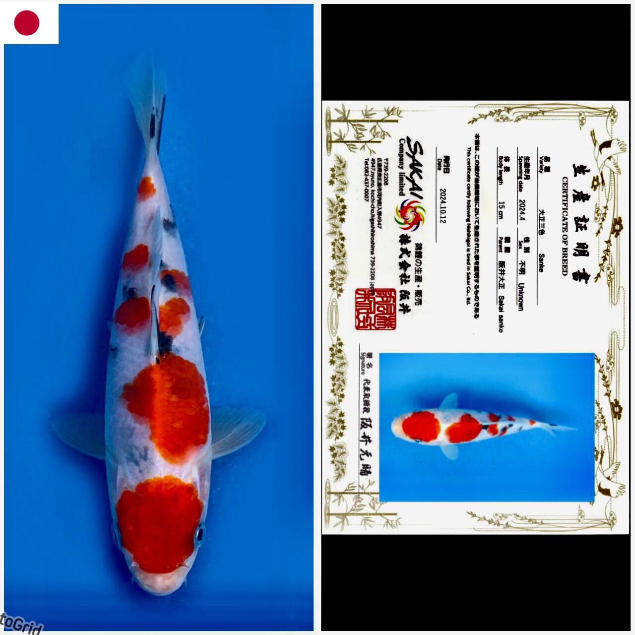 SANKE IMPORT SAKAI UNCHEK 15cm