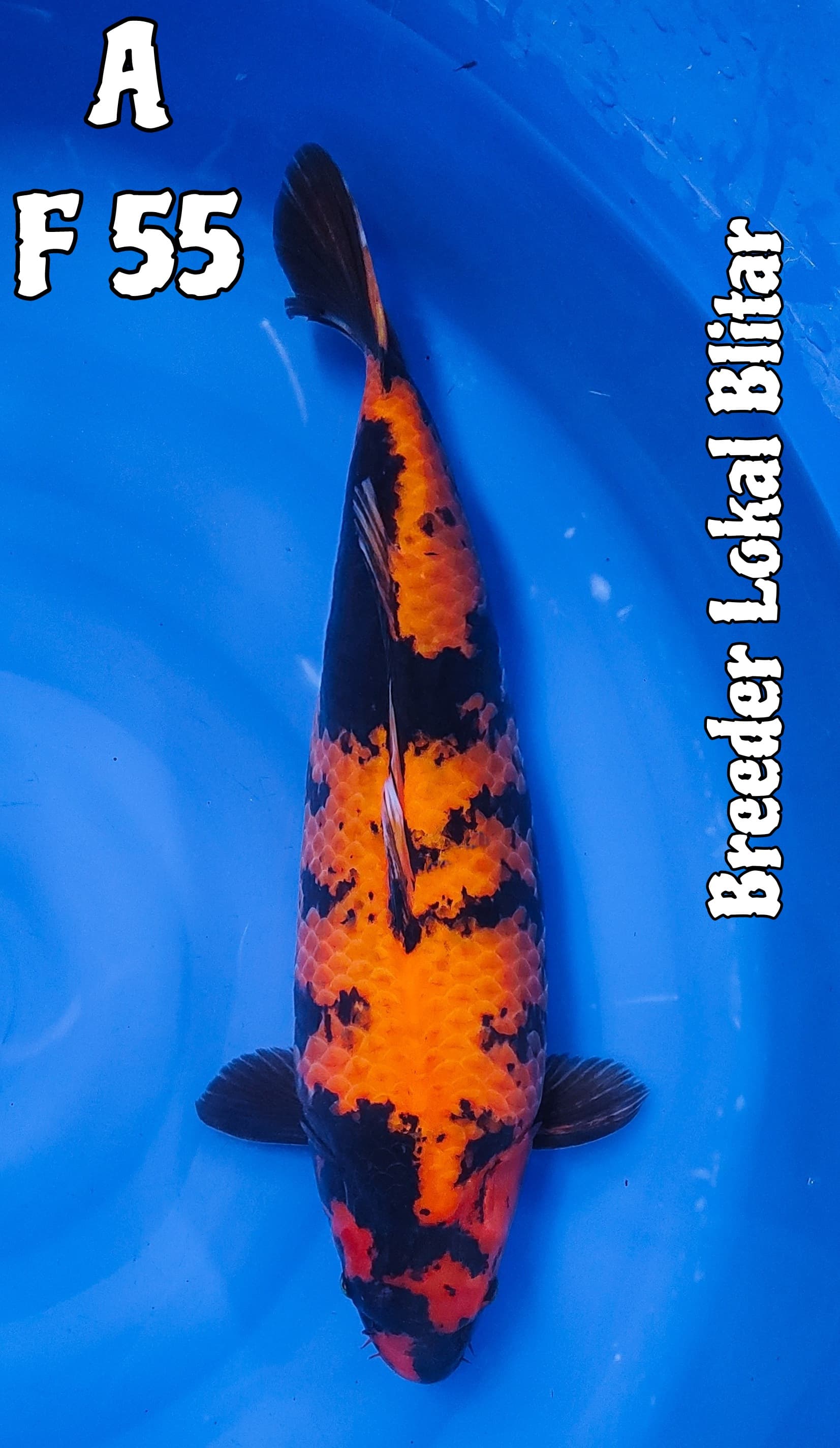 HIUTSURI SUPERBULKIE 55cm
