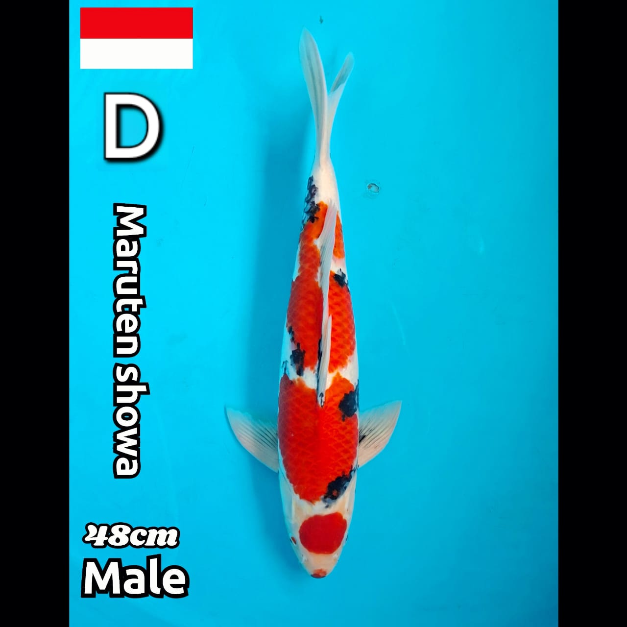 MARUTEN SHOWA 48cm