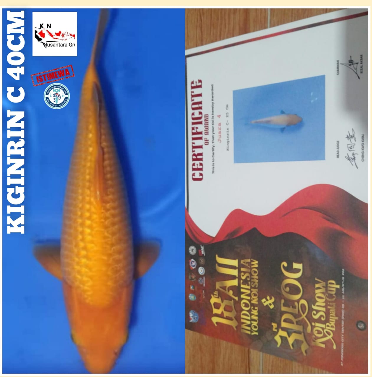SUPER IKAN KONTES KIGINRIN C IDAMAN PARA SULTAN JUARA DI PONOROGO KOI SHOW ISTIMEWA OWNER MADIUN 40cm
