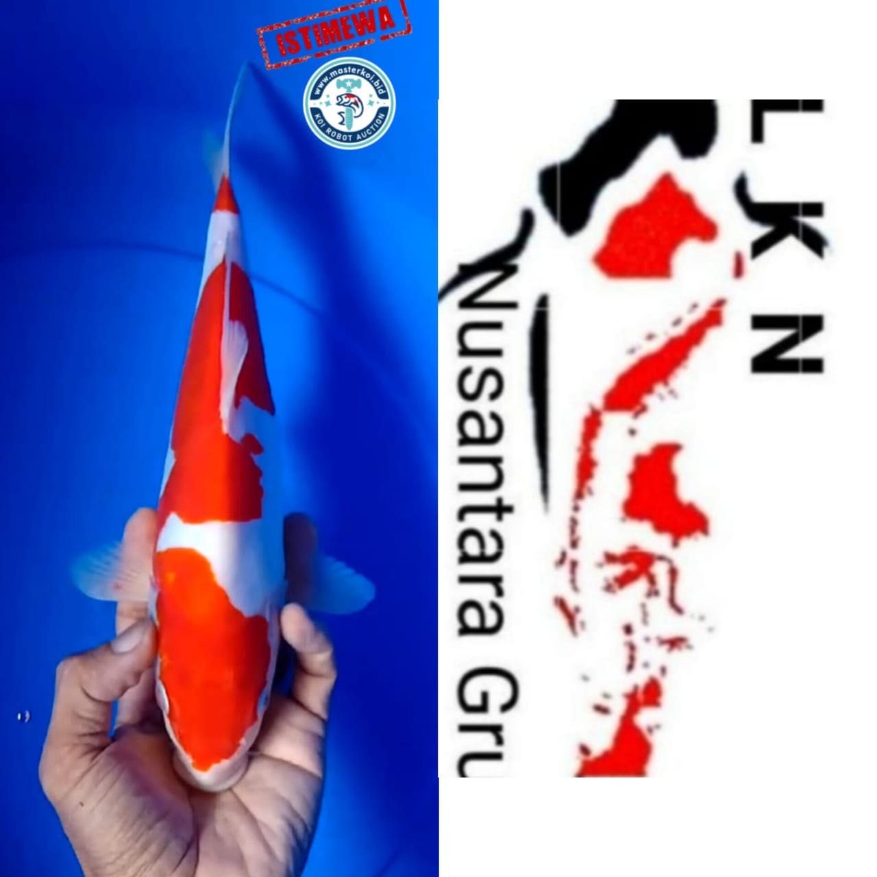SUPER KOHAKU DOIT ORIGINAL PATREN MERAH STRONG OWNER BLITAR 29cm