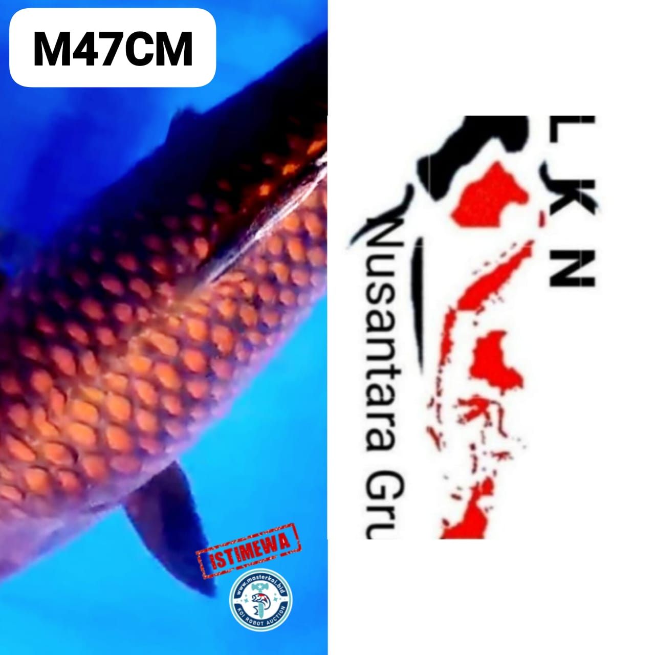 SUPER CAGOI TEMBAGA MERAH BATA SUPER QUALITY MALE IKAN SULTAN JOS OWNER BLITAR 47cm