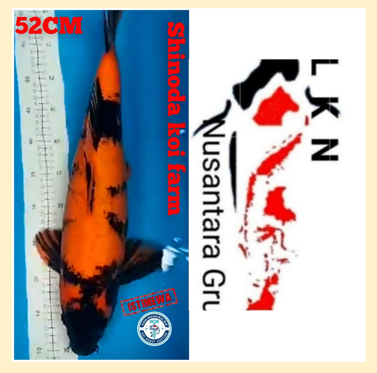 SUPER HIUTSURI SHINODA KOI FARM IMPORT NON CERTY JUMBO ISTIMEWA OWNER DEPOK 52cm