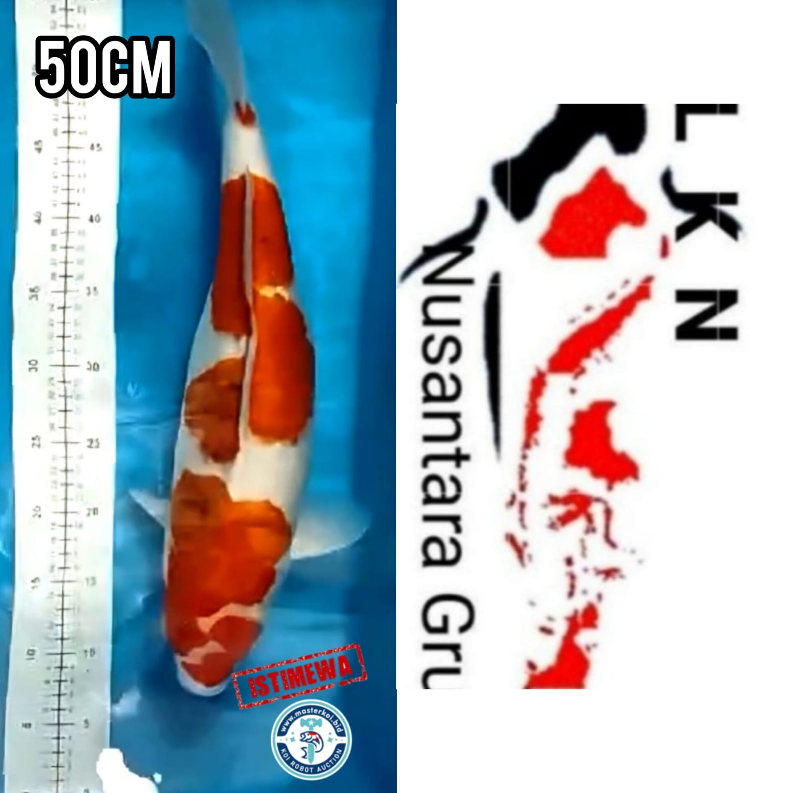 AIGOROMO JUMBOBULDOSERBULKY OWNER DEPOK 50cm