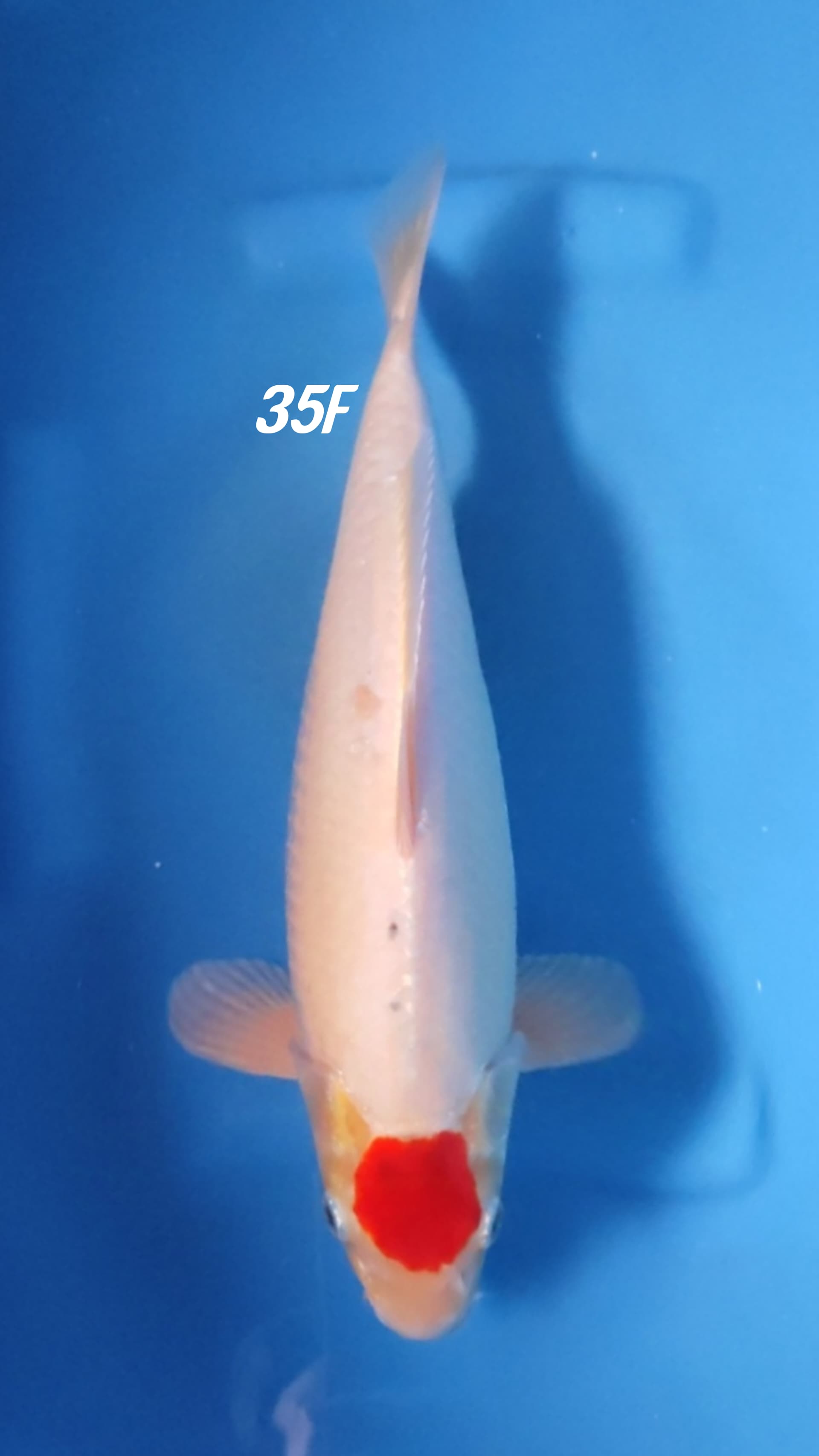 TANCHO KOHAKU ORIGINAL 35cm
