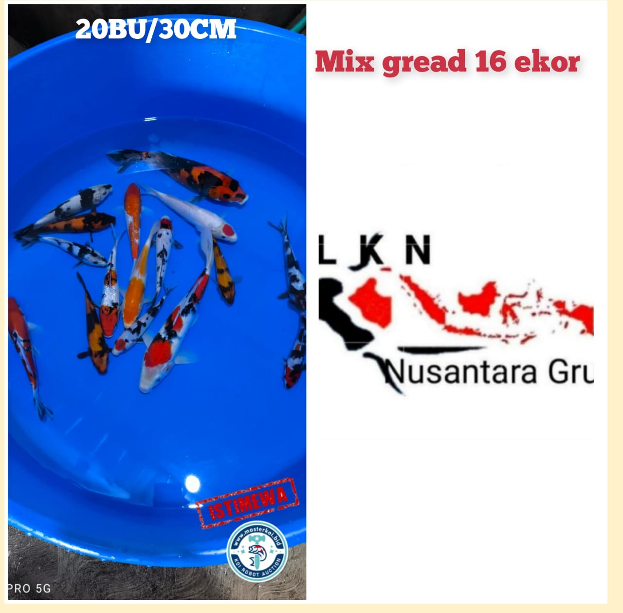 SUPER MIX GREAD 16 EKOR CALON2 IKAN SULTAN OWNER TULUNGAGUNG SIZE 19cm30cm