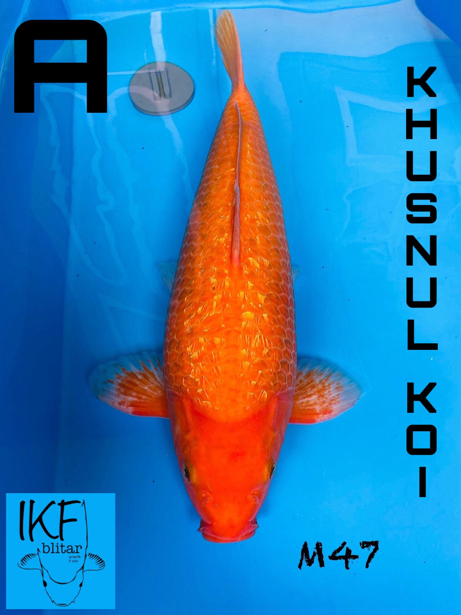 KARASI GINRIN MALEBULKY BREEDER KHUSNUL 47cm
