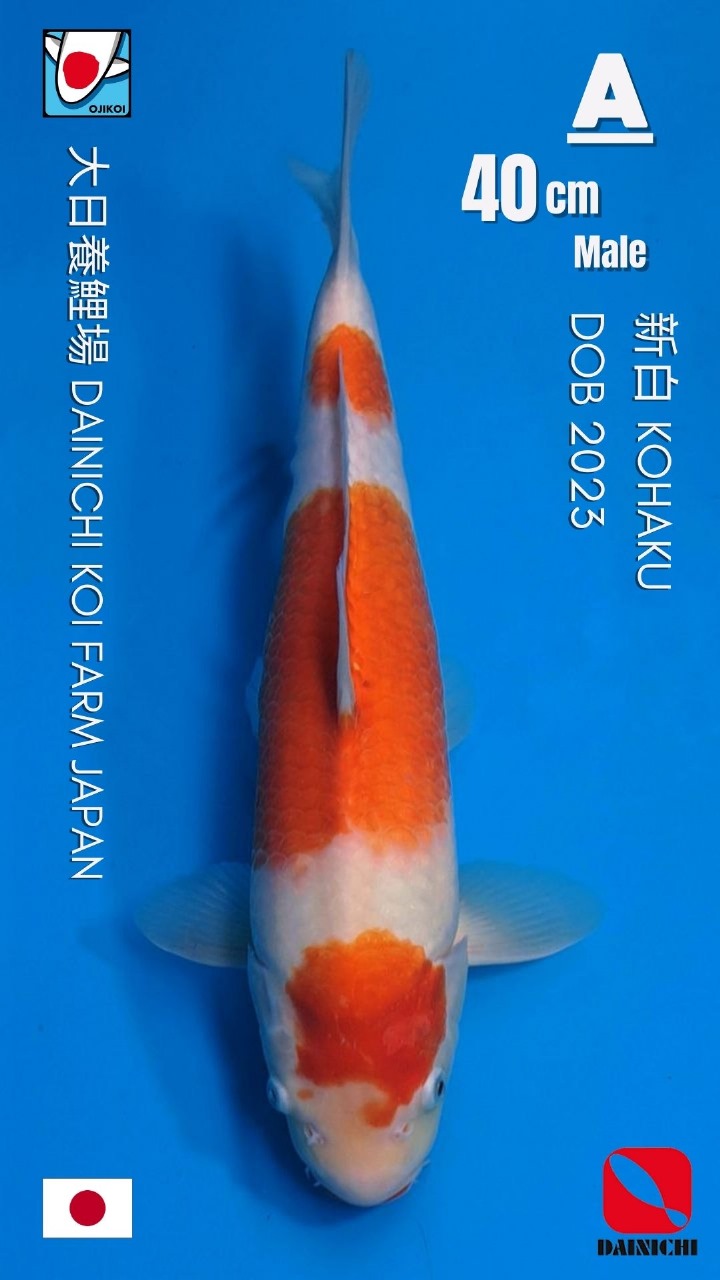 SANDAN KOHAKU DAINICHI KOI FARM JAPAN IMPORT BERSERTIFIKAT BREEDER DOB 2023 40cm