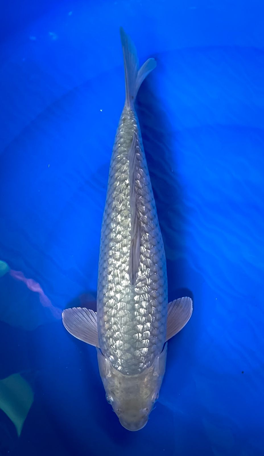 SORAGOI GINRIN 43cm