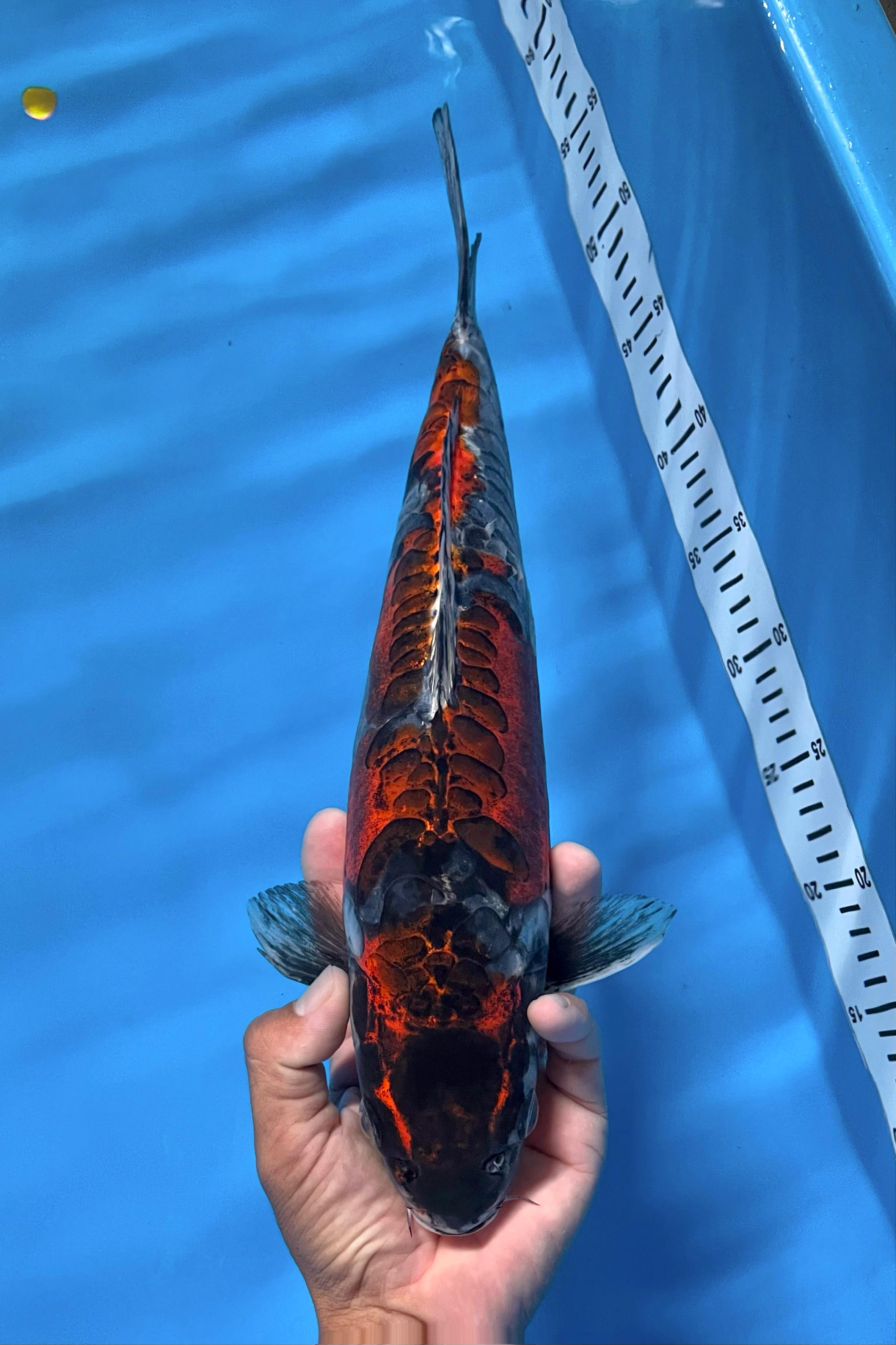 KIKO ARAGOKE GOOD SKIN QUALITY 40cm