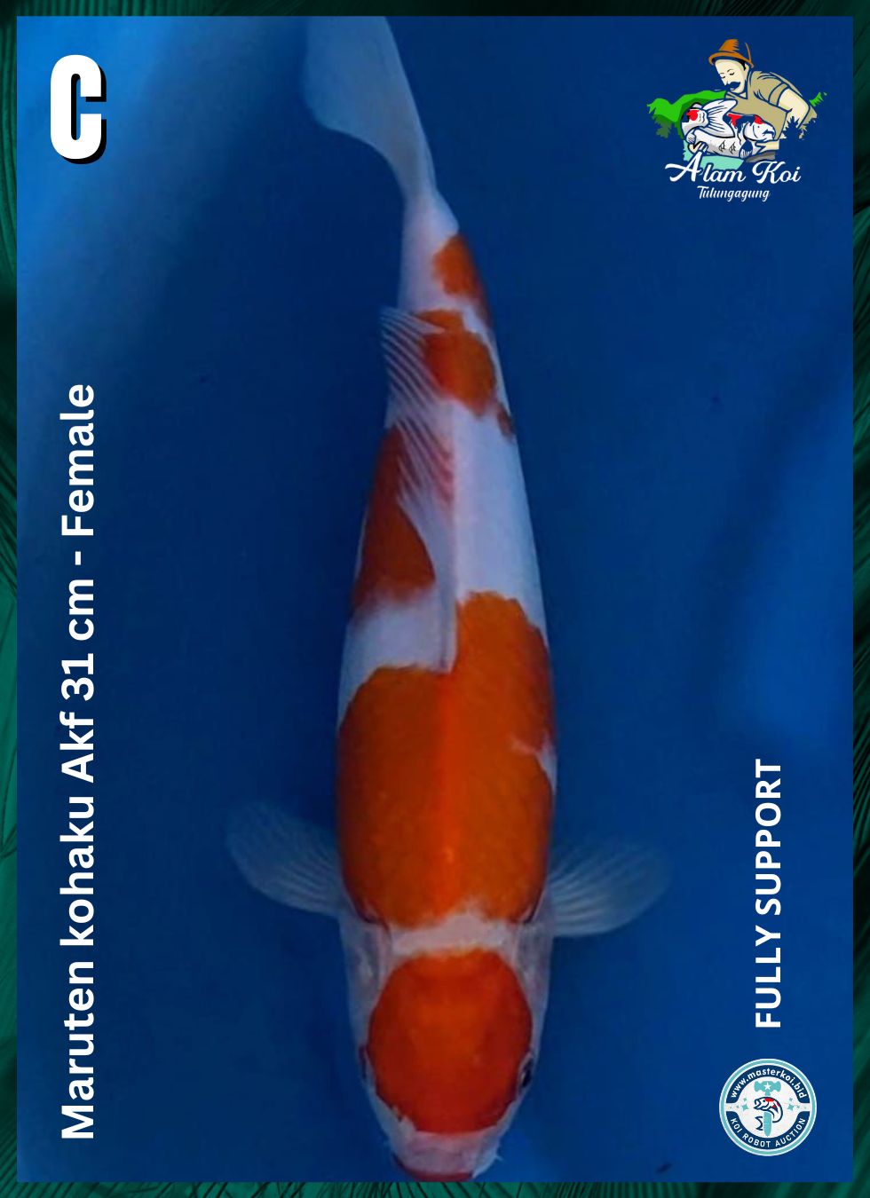 MARUTEN KOHAKU AKF 31cm