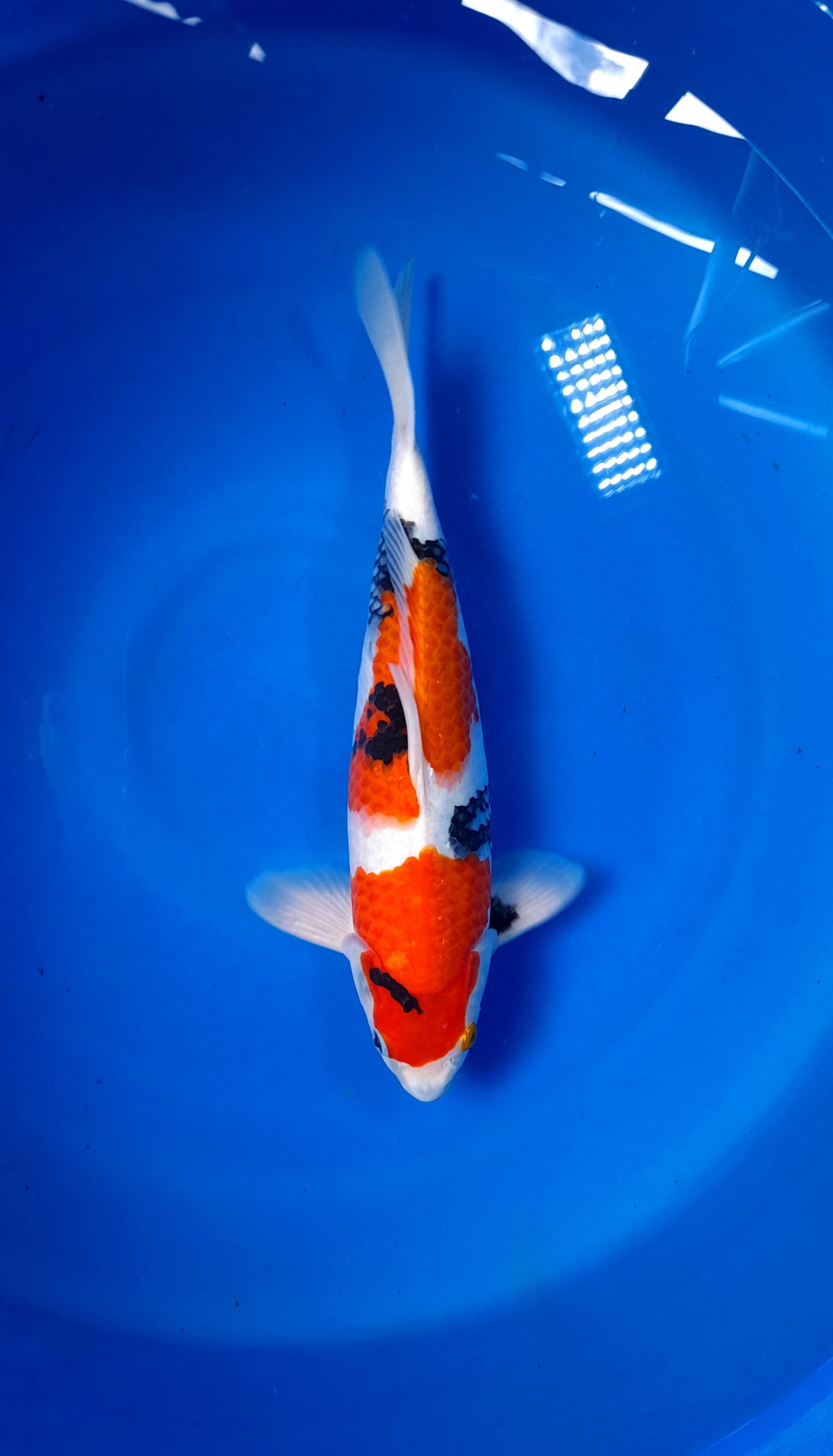 SHOWA BAHAN KEEP HQ 37cm