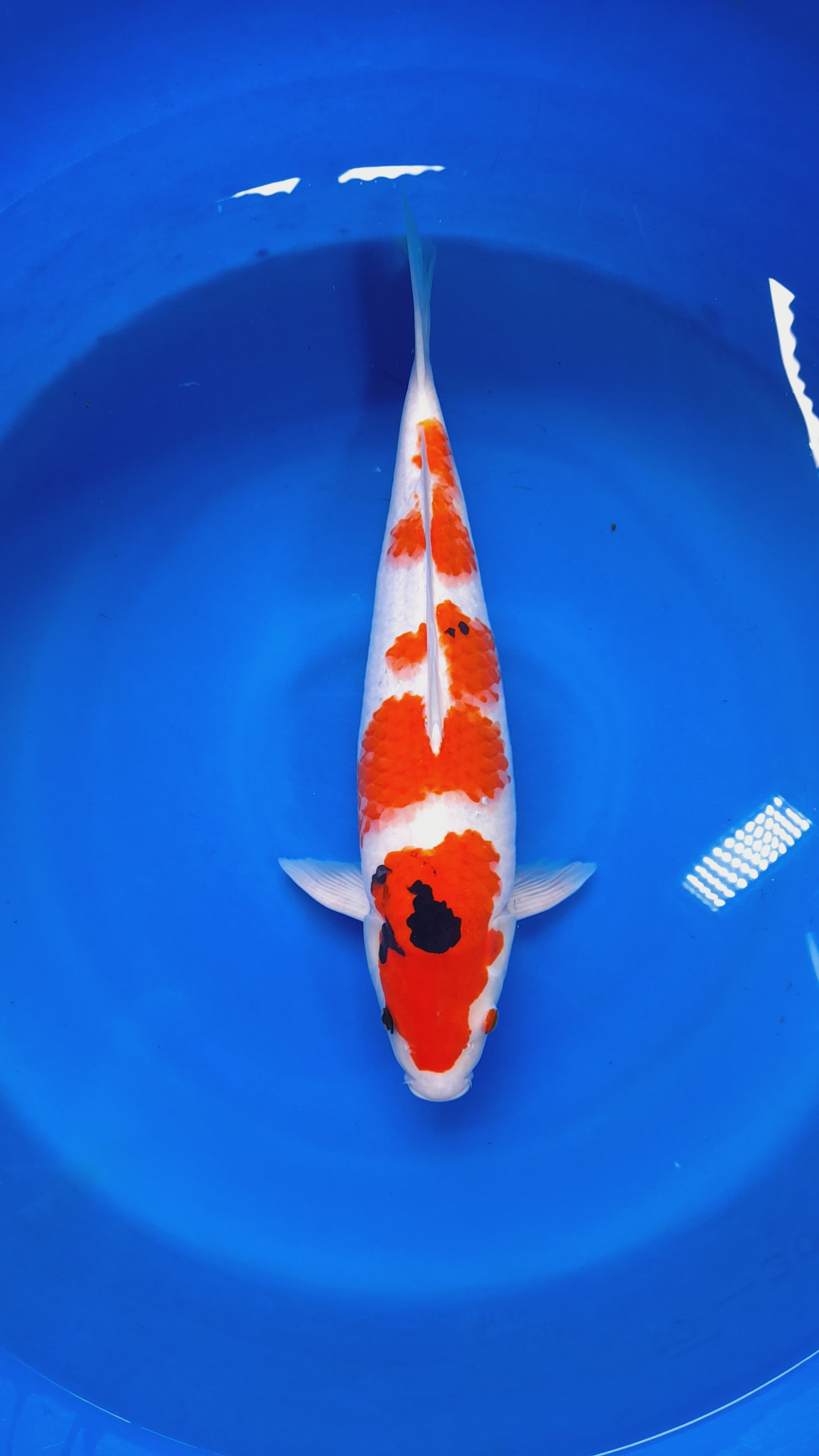 SANKE BAHAN KEEP HQ 48cm